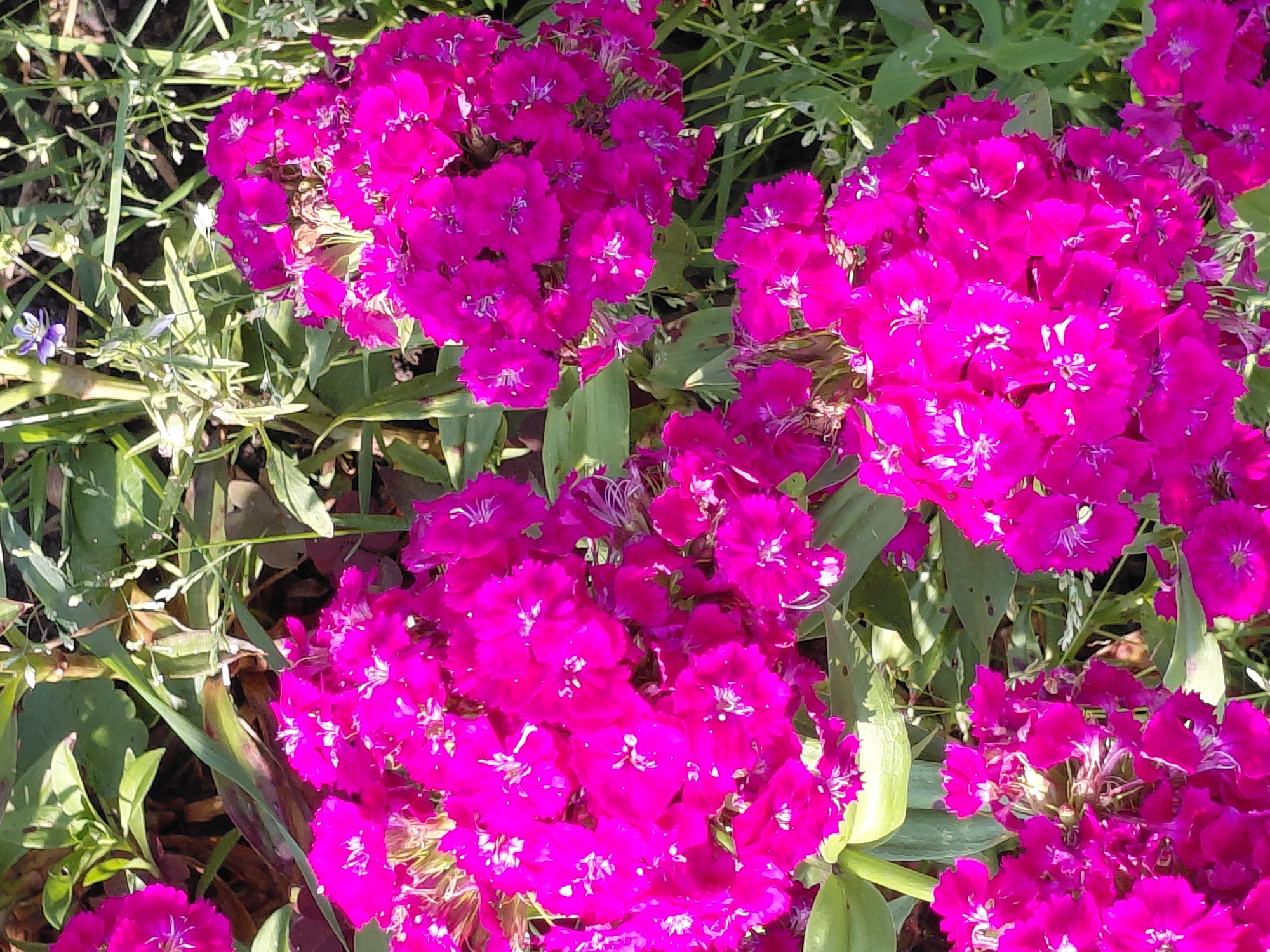 A close-up, overhead shot captures a cluster of bright magenta flowers, likely dianthus, in bloom. The flowers are densely packed, with intricate white stamen visible at their centers. Green foliage surrounds the blooms, with some leaves showing a reddish hue. The scene suggests a garden setting in Novosyolovo, Russia, bathed in sunlight, creating dappled shadows. There are no people or animals present in the image.