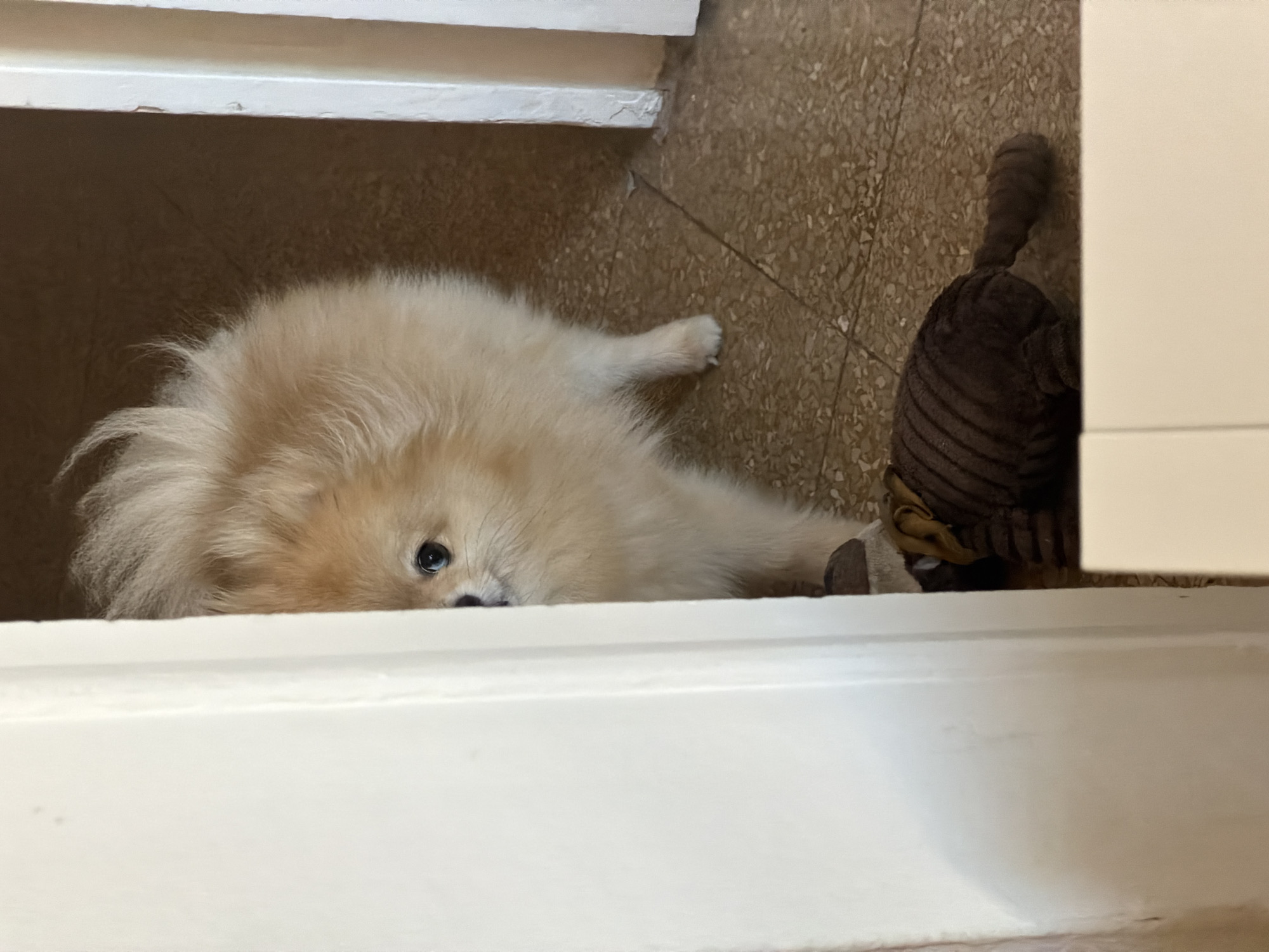 A light-colored, fluffy Pomeranian dog is partially visible, peeking from behind a white door frame on the left side of the frame. Its right eye is clearly visible, looking directly forward. The dog's muzzle, a portion of its chest, and its front right paw are also visible. On the speckled, light brown tiled floor, in front of the dog, lies a dark brown, ribbed plush toy, possibly an armadillo, with a yellow fabric detail. The background shows a darker brown wall or interior space through a further doorway on the right. The setting is indoors. The image does not contain any visual identifiers to confirm the location as Barcelona, Spain.