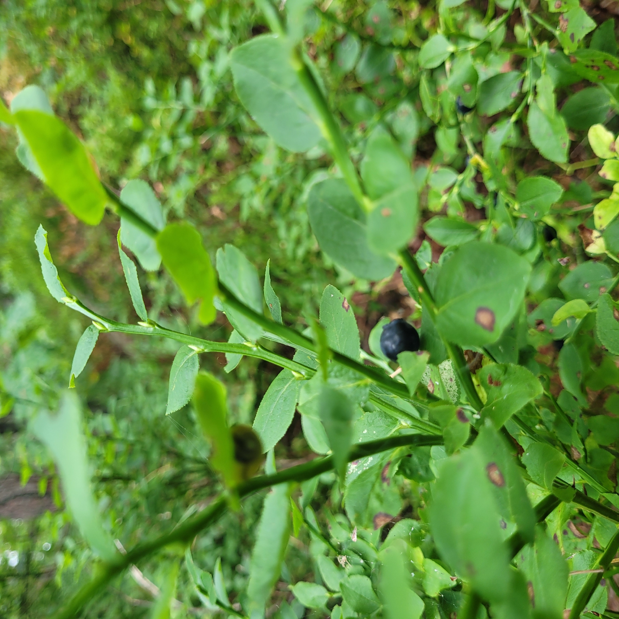 The image is a close-up, naturalistic photograph of a blueberry bush with a single ripe blueberry visible. The bush is in a forest or wooded area, as indicated by the soft focus background of green foliage and tree trunks. The leaves are green, some with small brown spots. The lighting is natural and diffused, suggesting an outdoor setting under a canopy of trees. The focus is sharp on the blueberry and the surrounding leaves and stem, while the background is blurred. There are no people, man-made objects, or specific landmarks visible that would indicate a particular location within Jūrmala, Latvia. The scene is static and captures a moment in nature.