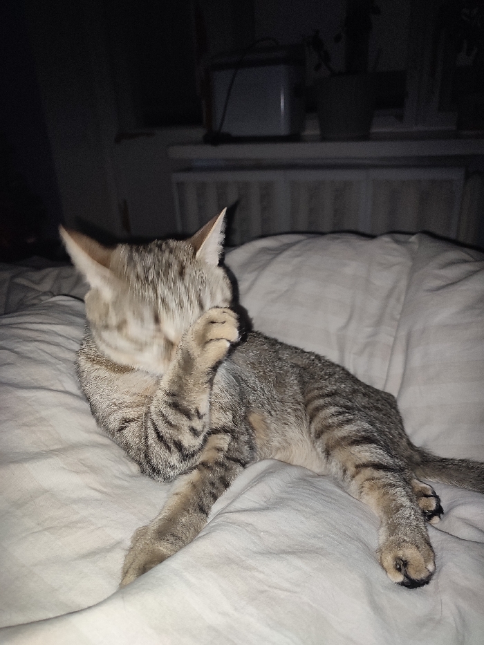 A tabby cat is lying on a wrinkled white bed sheet. Its head is turned to the left, and it's holding its left paw up to its face. The cat's body stretches diagonally across the frame, its tail trailing off to the right. In the background, a window ledge holds a small white appliance and a dark flower pot. The lighting is dim, casting a soft glow on the cat and bed.