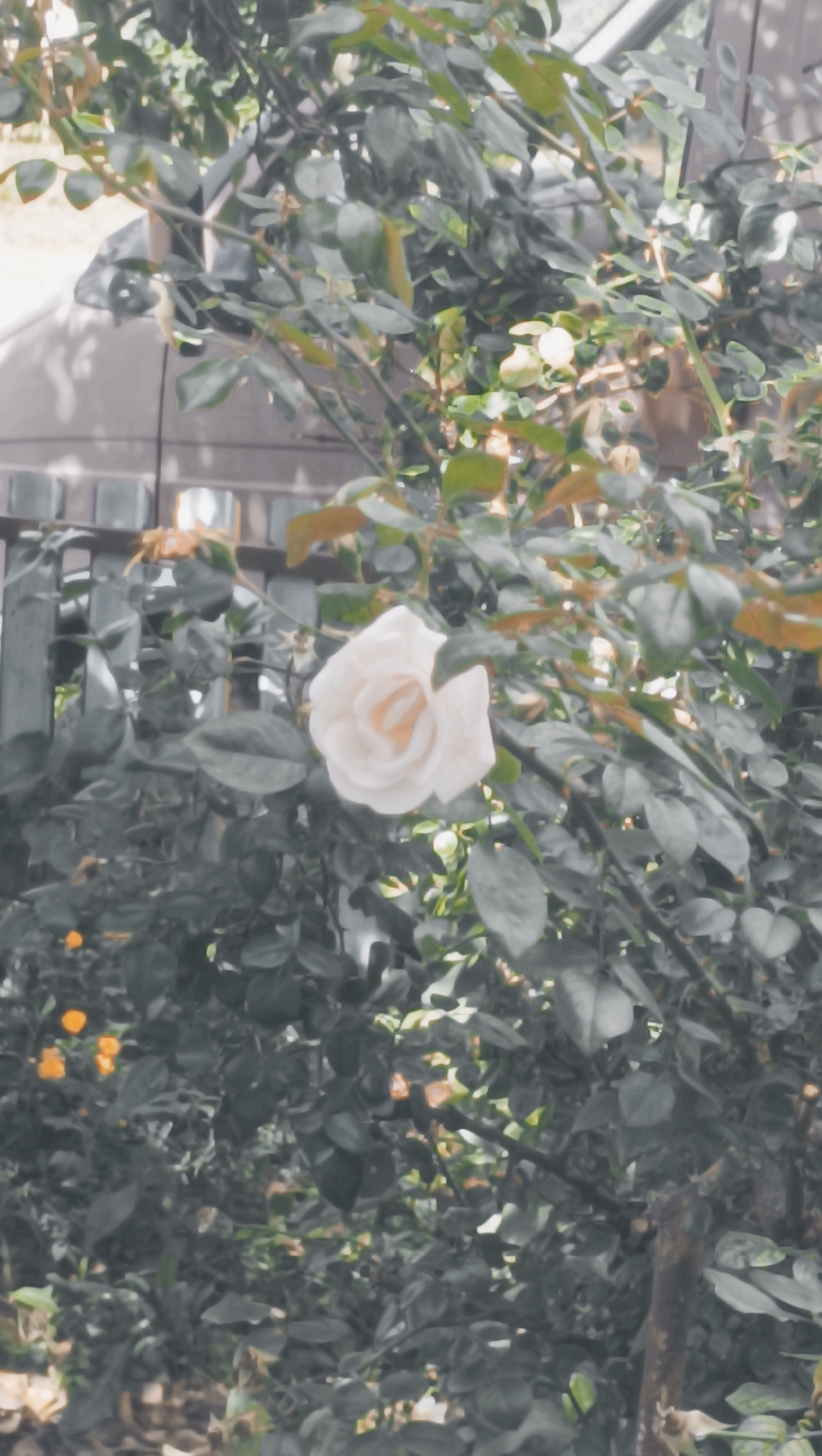 A solitary, pale pink rose blooms amidst dense green foliage. The rose, positioned slightly off-center to the left, is fully open with delicate petals. The surrounding leaves are predominantly dark green, with some appearing lighter or tinged with brown, suggesting the season or lighting conditions. In the background, a grey wooden fence is visible, and beyond that, a lighter-colored building or structure is partially obscured by the vegetation. Small, bright orange or yellow flowers are scattered throughout the lower left portion of the image, adding small pops of color. The overall scene suggests a garden or yard setting. There are no people or animals visible in the image.