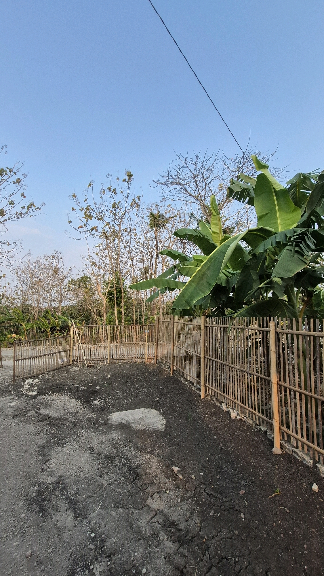 A vertical, eye-level, medium shot captures an outdoor scene in Gambiranom, Indonesia. The foreground is dominated by a rough, dark, gravelly ground surface with cracked earth patches. A bamboo fence runs diagonally from the lower right to the upper left, enclosing the area. Beyond the fence, lush green banana leaves from a large banana tree are visible on the right side of the frame. The middle ground features a wooden gate within the bamboo fence and several bare-branched trees, some with sparse foliage, suggesting a dry season. A single black power line stretches diagonally across the clear blue sky in the upper portion of the image. The lighting suggests it is late afternoon or early morning, with soft shadows. There are no people or animals present in the scene.