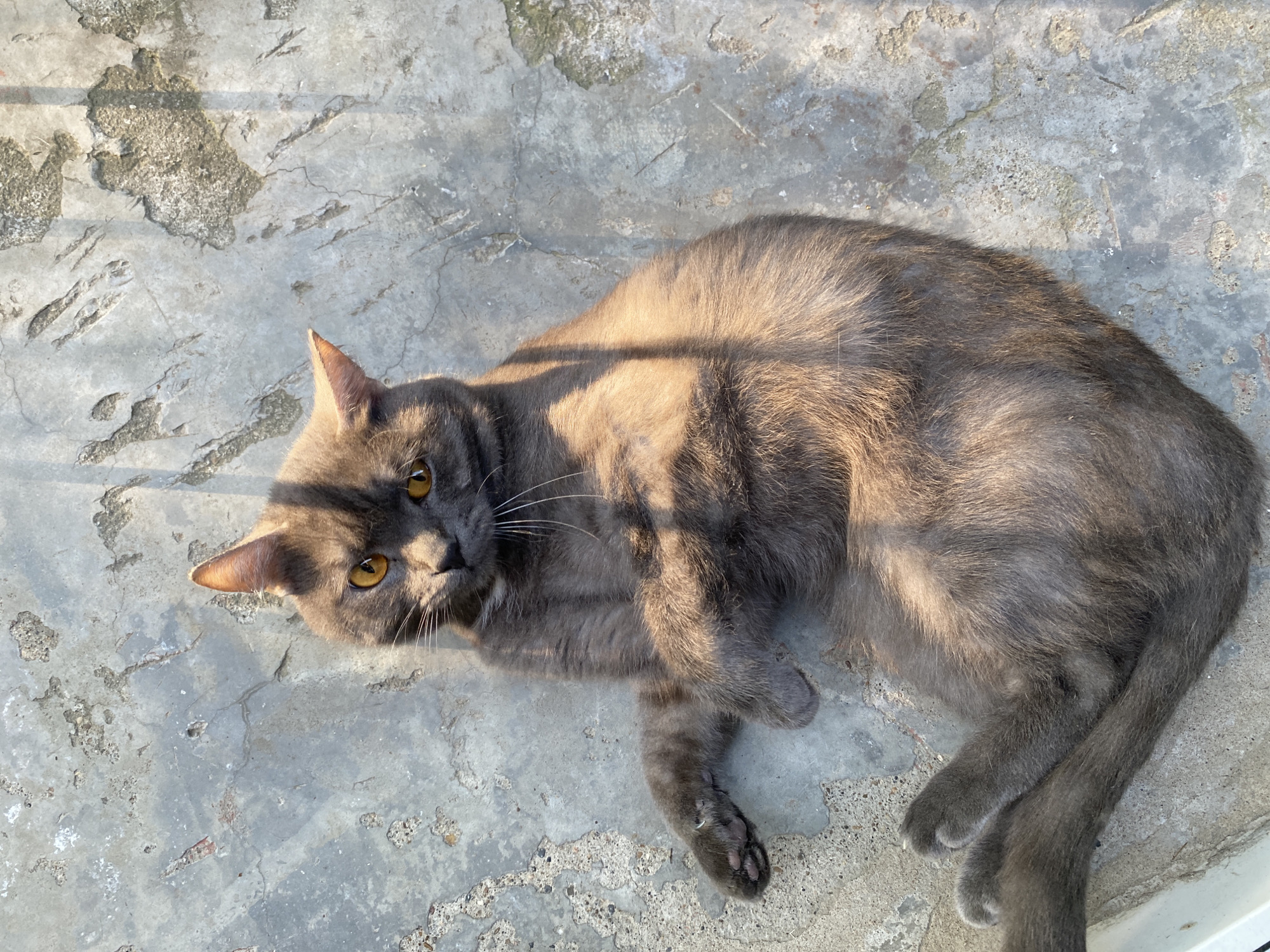 The image shows a gray cat lying on a weathered concrete surface. The cat's eyes are amber, and it is partially shaded. The concrete surface is cracked and appears worn, with variations in texture and color. The location in the city of Chaikovsky, Russia, is not evident from the image.