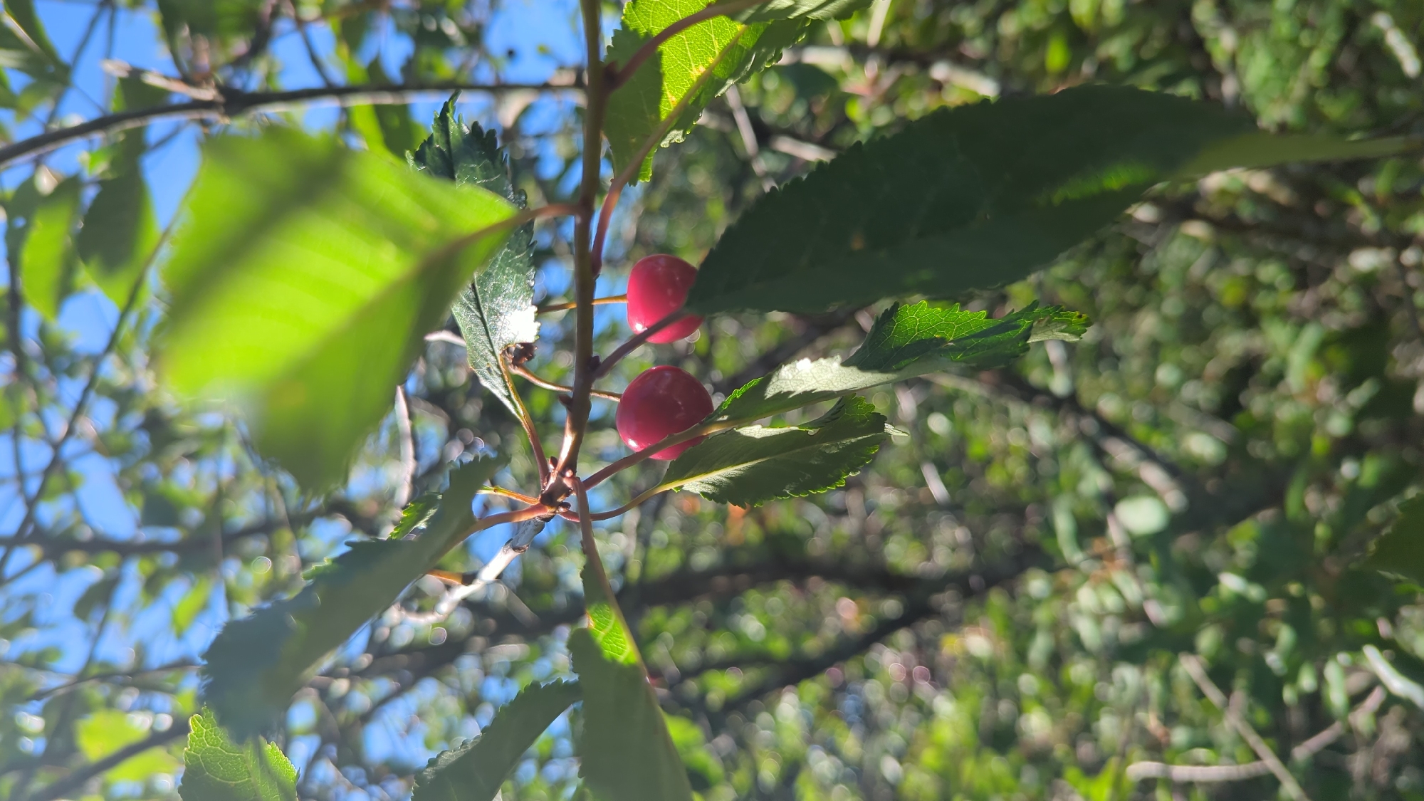 A close-up, eye-level shot captures two ripe, red cherries hanging from a branch on a tree. The cherries are in sharp focus, appearing plump and glossy, suspended by thin stems. Green leaves, some in sharp focus and others blurred by the shallow depth of field, surround the cherries, suggesting a natural, outdoor setting. The background is a soft blur of green foliage and dappled sunlight, with hints of a bright blue sky visible through the leaves. The image evokes a sense of summer and abundance, possibly on a farm or in a garden in Kløfta, Norway, where cherry trees are common. The sunlight filtering through the leaves creates a gentle, natural lighting effect.