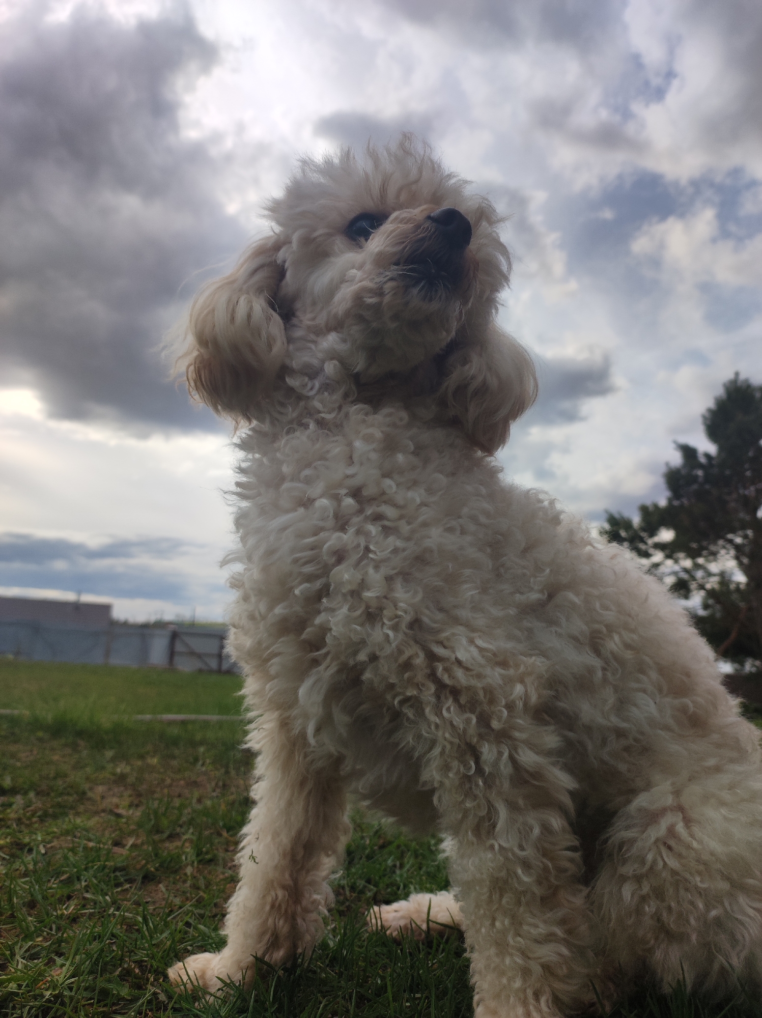 A fluffy, cream-colored poodle sits attentively on green grass, captured from a low-angle perspective against a dramatic, cloudy sky. The dog's curly fur is prominent, and its head is tilted upwards and slightly to the right, giving it a watchful or curious expression. Its dark eyes and nose are clearly visible.
The upper portion of the image is dominated by an expansive, overcast sky filled with dense, varied grey clouds, indicating a cloudy day, possibly with approaching weather. In the background, to the left, a light-colored building with a dark roof can be seen behind a wooden fence. On the right, dark green trees, possibly conifers, rise against the cloudy backdrop. The immediate foreground features lush green grass where the dog is seated. The overall setting suggests a rural or suburban outdoor environment in Фоки, Russia. The lighting is diffuse and natural, highlighting the textures of the dog's fur and the clouds. There is no visible text in the image.