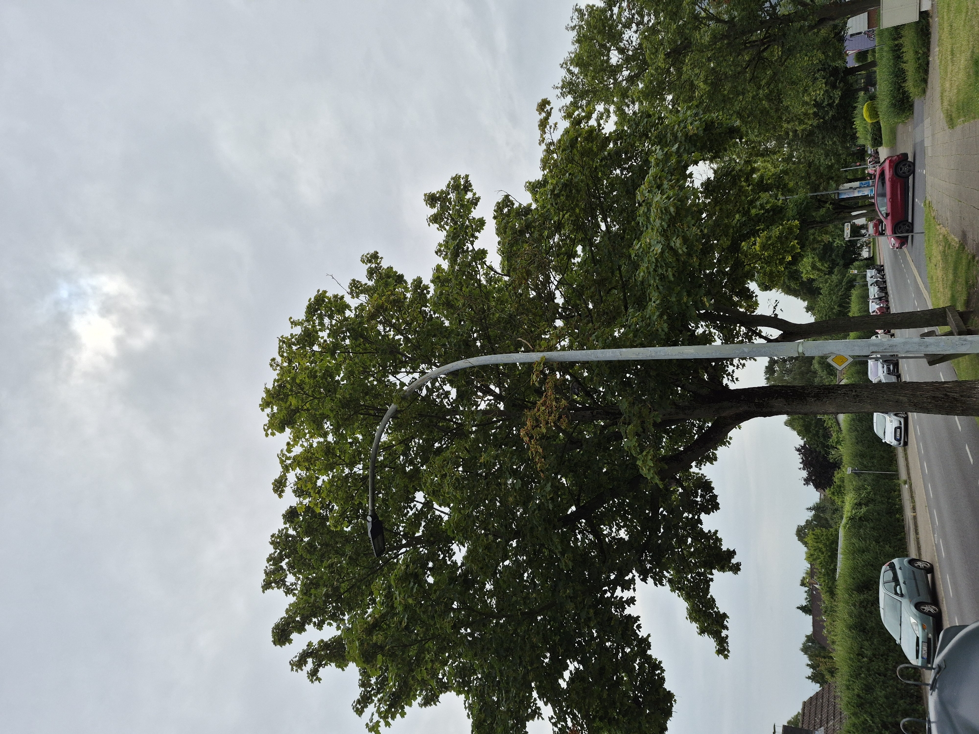 The image depicts a street scene in Brunswick, Germany. The sky is overcast, with some lighter patches suggesting the sun is behind clouds. A large tree with lush green foliage dominates the left side of the frame, its branches partially obscuring a streetlamp with a modern design. To the right of this tree, another tree of similar size and leafiness is visible.
The street itself is paved, with white lane markings. Several cars are parked along the right side of the street. The closest car to the viewer on the right is a red SUV. Further down the street, a line of parked cars is visible, including a light-colored hatchback. On the left side of the street, a light blue hatchback is parked.
A sidewalk runs along the right side of the street, bordered by grass and some bushes. A pedestrian crossing sign is visible on the right side of the road. In the background, houses with red-tiled roofs are visible behind a dense hedge. The overall impression is of a residential street with mature trees, typical of a suburban area in Brunswick. No people are clearly visible or engaged in any significant activity within the frame.