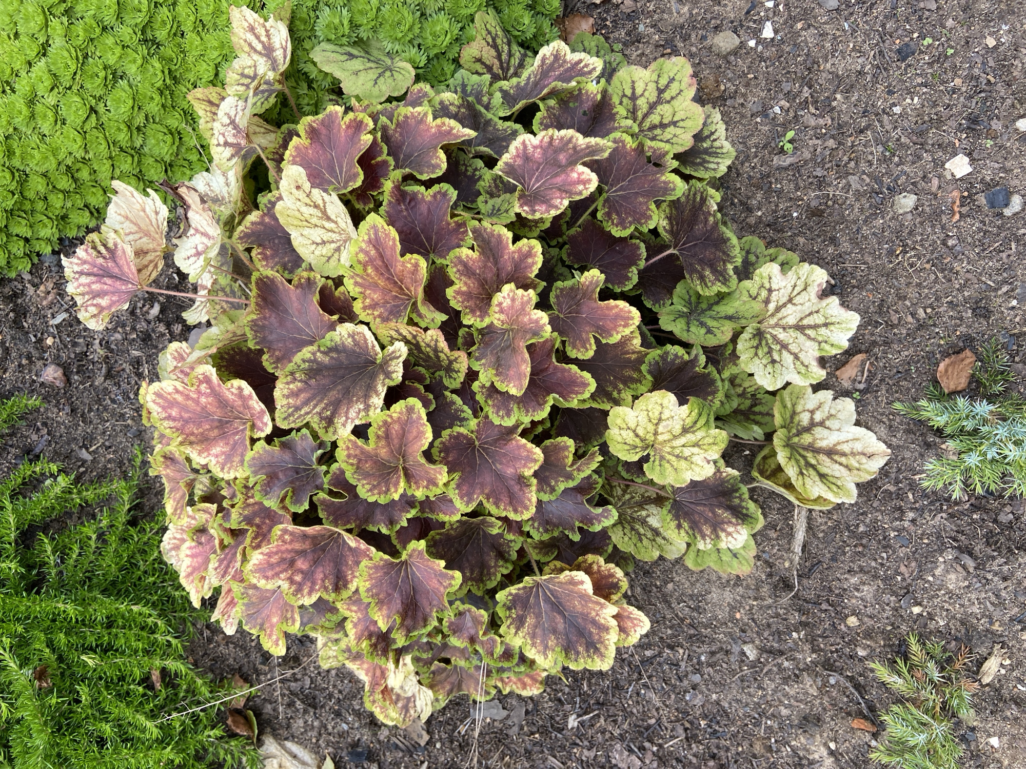 This is a top-down, medium shot of a vibrant Heuchera plant with multicolored leaves in a garden setting. The plant is centered in the frame and is surrounded by dark soil, with patches of lush green ground cover on the left and right. The Heuchera leaves display a striking pattern of deep burgundy, mottled with lighter pinks, creams, and lime greens, particularly around the edges. The texture of the leaves appears slightly ruffled and lobed. In the background, to the upper left, is a dense clump of feathery, bright green foliage, possibly moss or a low-growing evergreen. To the right, a carpet of small, tightly packed, chartreuse succulent-like plants creates a contrasting textural element. The soil is a mix of dark earth, small pebbles, and scattered dried leaves or plant debris. The overall impression is one of a healthy, well-maintained garden bed, possibly in a temperate climate. The location is identified as Зимородок Днп, Russia. There are no people or animals visible in the image.