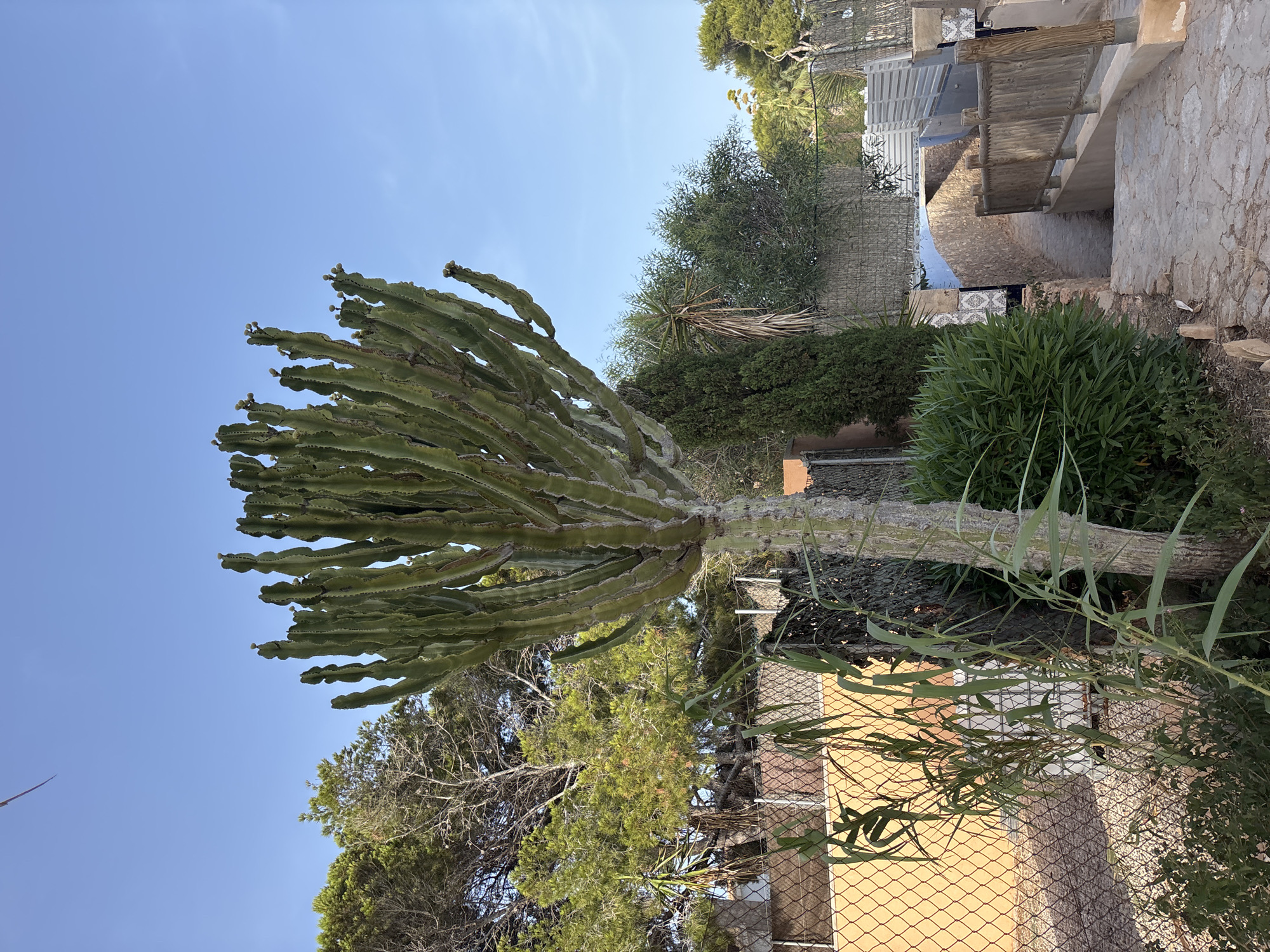 The image captures a tall, branching euphorbia cactus in the foreground, its ribbed green stems reaching towards a clear blue sky. Behind the cactus, a wire mesh fence separates the plant from a tan-colored wall. Further back, lush green pine trees and other foliage create a dense natural backdrop. A pathway paved with irregular stones winds downwards to the right, bordered by a rustic wooden railing. The scene appears to be an outdoor area, possibly a garden or a public space, characterized by a Mediterranean feel given the type of vegetation and the clear sky. The location is identified as Orihuela, Spain.