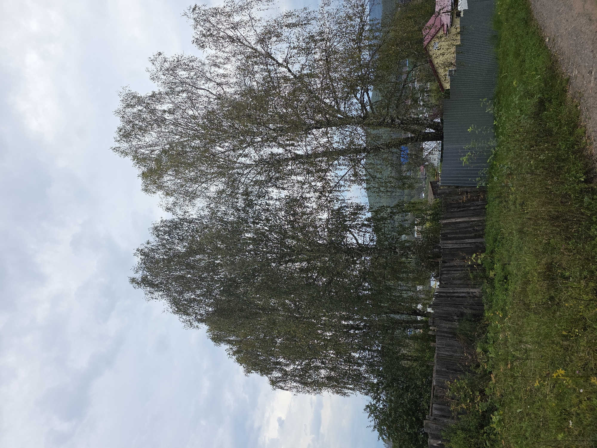 This is a photograph of a semi-rural scene, likely on the outskirts of the city of Magnitka, Russia, given the overcast sky and the type of fencing visible. In the foreground, a dirt path runs along the right side of the image. Immediately to the left of the path is a stretch of overgrown grass and vegetation, featuring various shades of green and some yellowed leaves.
Dominating the middle ground is a weathered, wooden plank fence, which appears to be in a state of disrepair. To the right of the wooden fence, a section of corrugated metal fencing runs parallel. Behind the fences, a collection of buildings is visible, including a house with a red roof and yellow siding. Scattered trees and foliage are interspersed among the buildings and further in the background, suggesting a hilly or mountainous terrain.
Two large birch trees with sparse, leafy canopies are prominent in the center of the image, their branches extending towards the sky. The sky itself is heavily clouded, with a muted, greyish-blue tone, indicating overcast weather. No people are present in the scene. The overall impression is one of a quiet, somewhat unkempt, residential area on the edge of a natural landscape.
