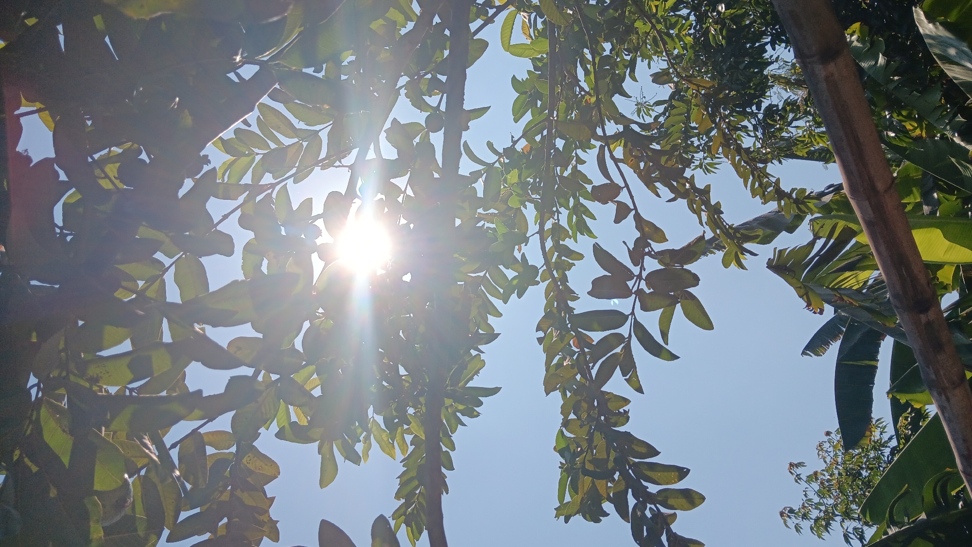 The image depicts a sunlit scene beneath leafy branches, likely from a guava tree, in Sonobekel, Indonesia. The sun's rays are intensely bright, creating a lens flare effect as they pierce through the foliage against a clear blue sky. The leaves are predominantly green, some appearing lighter due to the strong sunlight. Branches of the tree extend across the frame. In the background, further greenery and banana leaves are visible, suggesting a lush, natural environment. A portion of a bamboo structure runs horizontally across the lower part of the image. There are no people or animals present, and no specific actions or interactions are captured. The scene is static, focusing on the interplay of light, leaves, and sky.