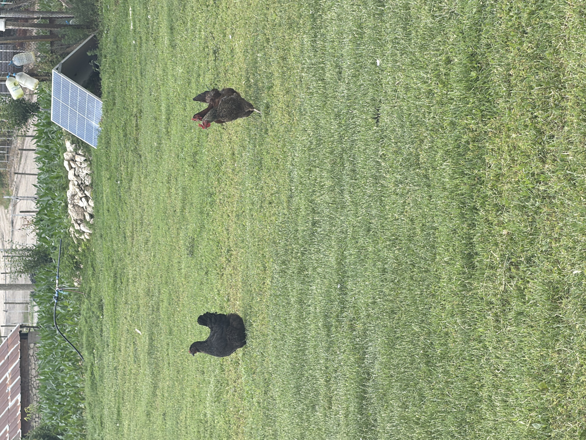 In Chervena Voda, Bulgaria, two chickens are seen on a grassy field. One chicken, appearing to be black, stands to the left of the frame. To the right, another chicken, with brown and black plumage, is visible. In the background, a rustic building with a corrugated metal roof stands adjacent to a field of green crops, possibly corn. A solar panel is tilted on the ground near a pile of rocks. The environment is outdoors, under natural daylight.