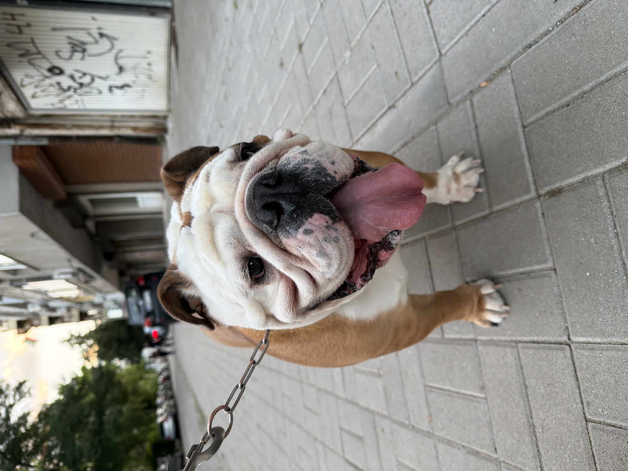 An English Bulldog, primarily white with brown patches, stands on a sidewalk made of interlocking gray bricks. The dog is on a metal chain leash, which is visible in the upper left corner of the frame. The dog's mouth is open, with its pink tongue hanging out. Its face is characterized by loose skin and wrinkles, with dark eyes and a black nose. In the background, a multi-story building with balconies and windows lines the street. To the right, a large garage door is covered in white graffiti. Further down the street, cars are parked along the side. The sky above appears overcast with some sunlight breaking through. This scene is located on a city street in Sofia, Bulgaria.