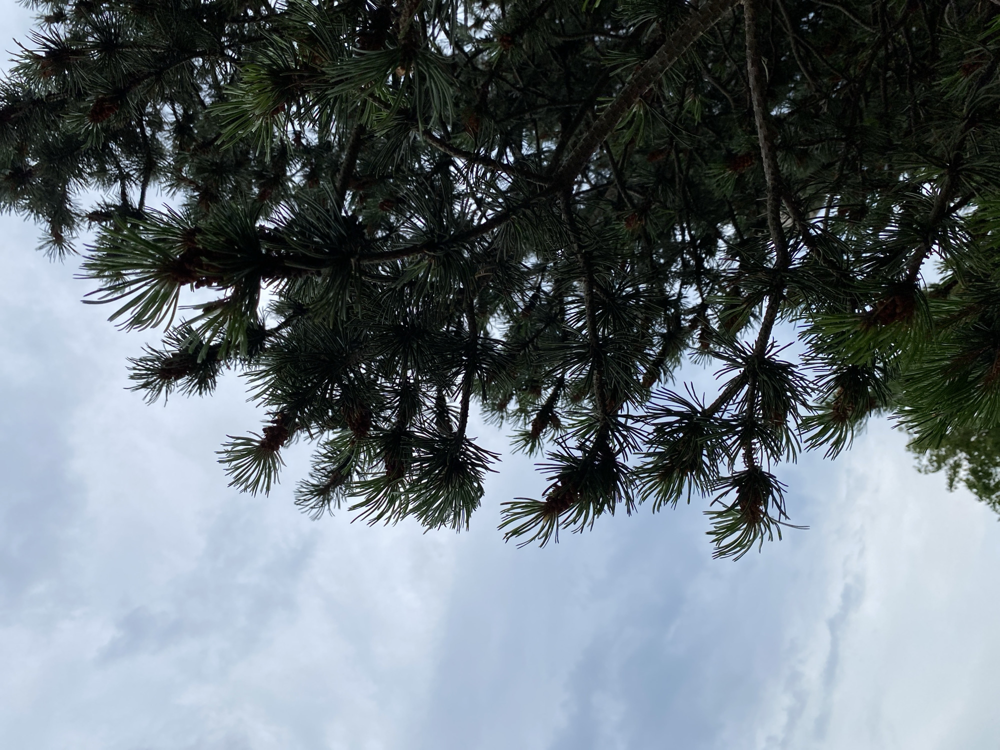 This media file is a low-angle, close-up photograph of a pine tree's branches and needles against a cloudy sky. The pine needles are a deep green, some appearing lighter due to the light filtering through them. Small brown pine cones are visible amongst the needles. The branches are dark and textured, creating a dense canopy that partially obscures the sky. The sky is overcast with soft, diffused light, suggesting a cloudy or overcast day. The clouds are a light gray and white, with some wisps and formations visible. There are no people or explicit objects other than the natural elements of the tree and sky. The perspective looking upwards from beneath the branches creates a sense of being immersed in the tree. The overall mood is calm and natural. The location context is Rinteln, Germany. There is no visible text in the image.