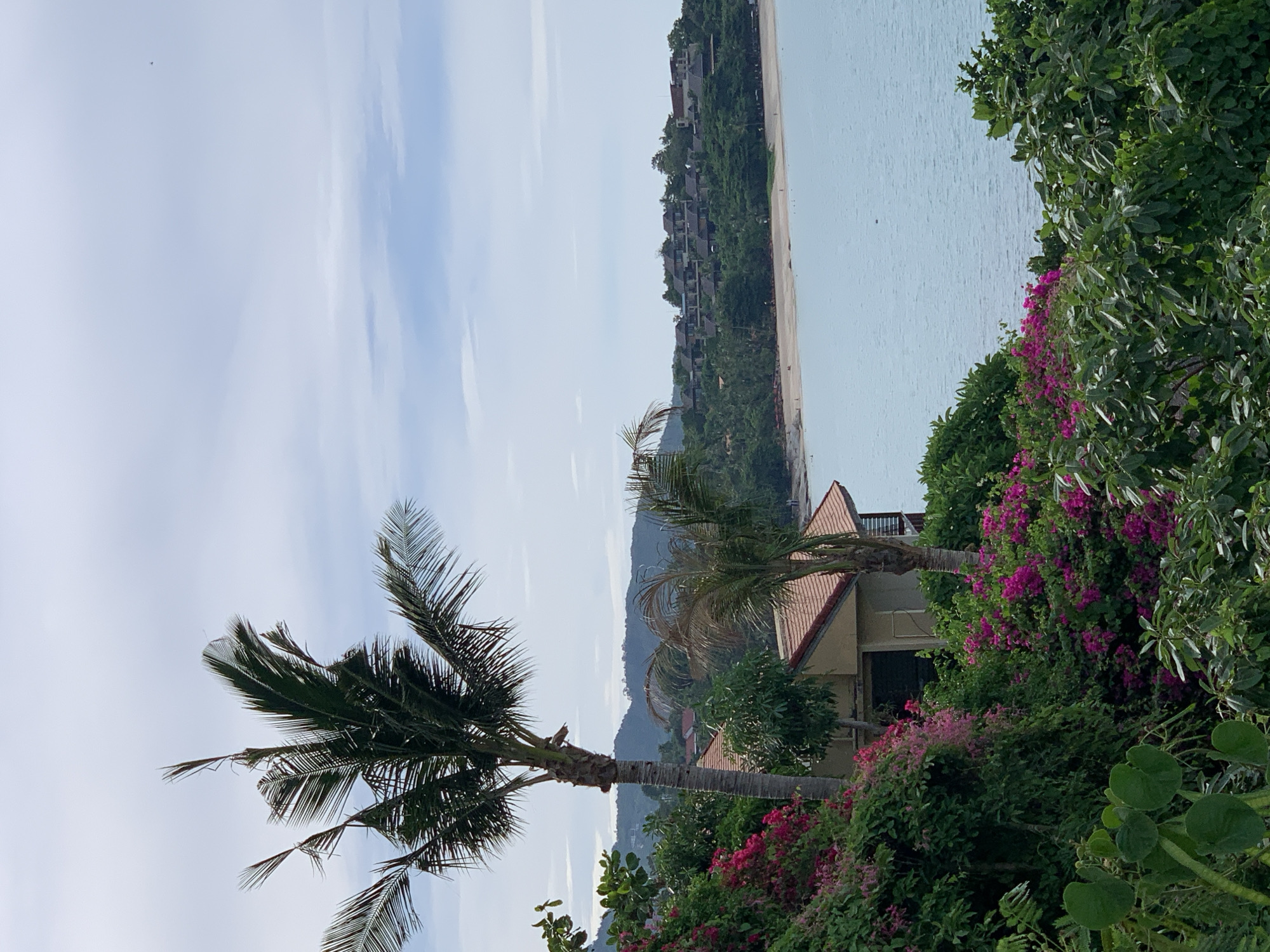 This image depicts a tropical landscape with a view of the ocean and a coastline dotted with buildings nestled into a hillside. In the foreground, lush green foliage and vibrant pink and magenta bougainvillea flowers frame the scene. Two palm trees, one with a prominent trunk and feathery fronds, stand out against the bright sky.
The background reveals a gentle slope covered in dense green trees, leading down to a sandy beach and the calm, light blue ocean. Several buildings, likely part of a resort or residential complex, are visible on the hillside, their roofs peeking through the vegetation. The water appears still, reflecting the soft light of the sky.
The time of day seems to be daytime, with bright, slightly overcast conditions suggesting a warm, humid climate typical of tropical regions. The overall atmosphere is serene and picturesque, evoking a sense of tropical paradise. There is no visible text in the image.
