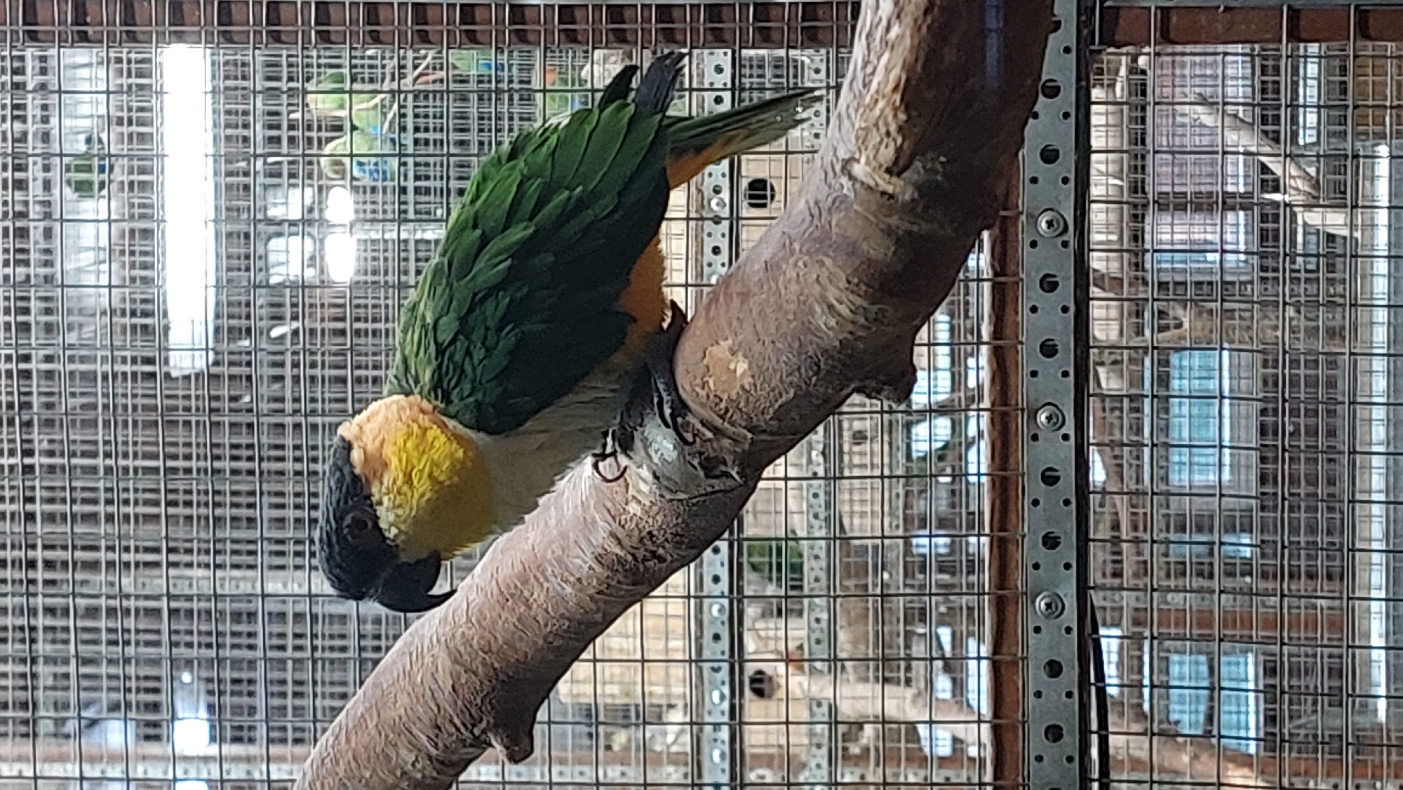 A Black-headed Caique parrot is perched on a branch inside a cage. The parrot has a black head, yellow and white chest, and green wings. The cage appears to be made of metal bars, and in the background, other birds and lights are visible.