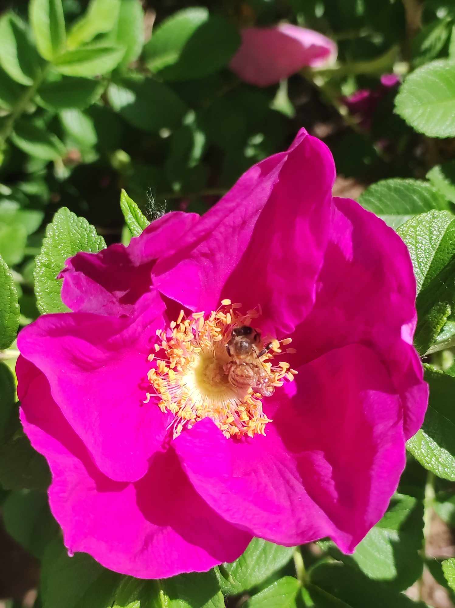 A close-up shot captures a vibrant pink flower with a bee nestled within its center. The flower's petals are wide and slightly ruffled, and the center is filled with yellow stamens. The bee is light brown and appears to be collecting pollen. Green leaves surround the flower, providing a backdrop of foliage. The image likely originates from Chaikovsky, Russia.