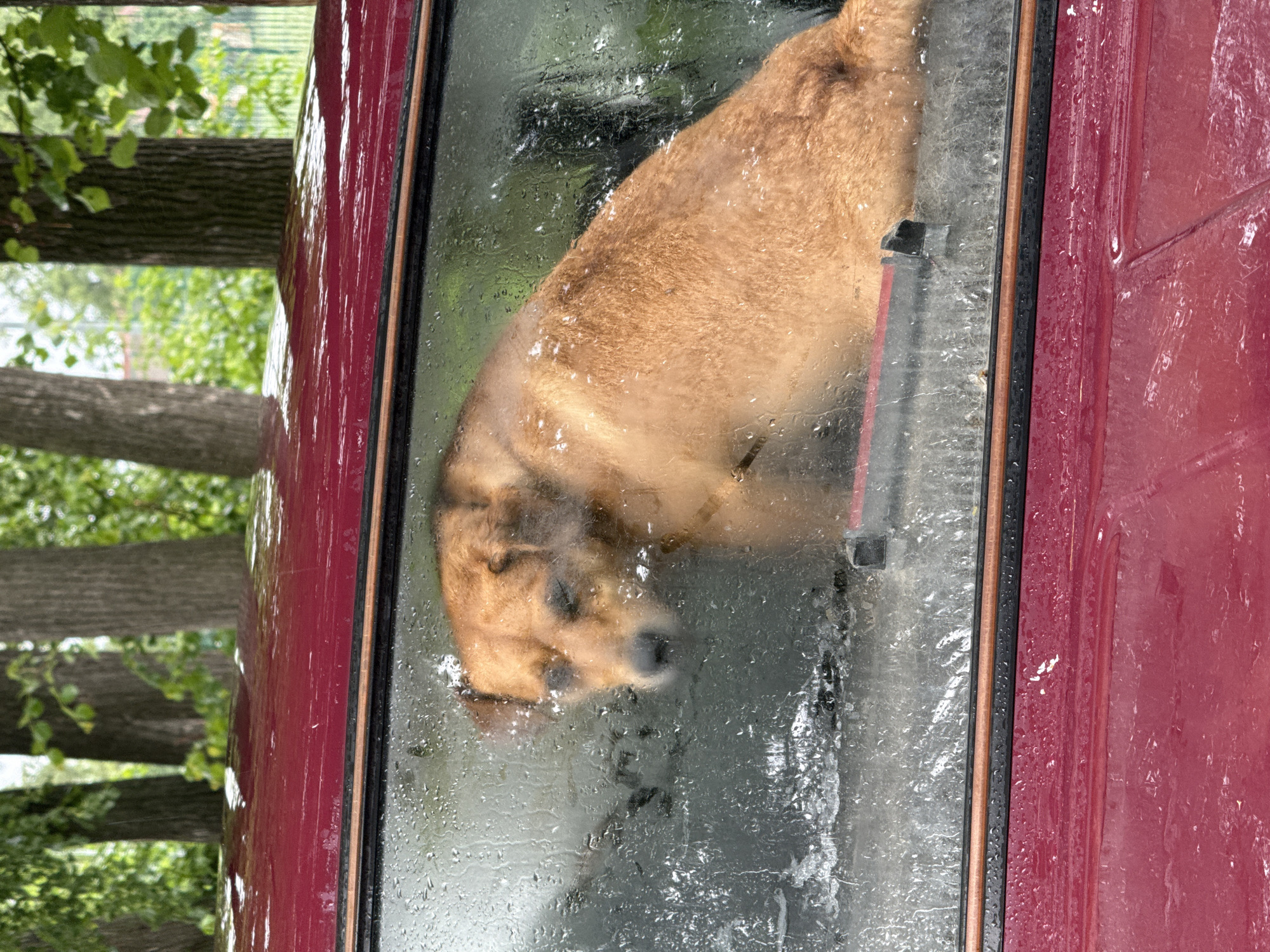 A medium-sized brown dog, with a darker muzzle, is pressed up against the inside of a car window. The window is covered in raindrops, distorting the dog's image. The car is a deep red color. Trees and greenery are visible blurred and out of focus in the background, suggesting an outdoor environment. There is no information to identify the location as Chaikovsky, Russia.