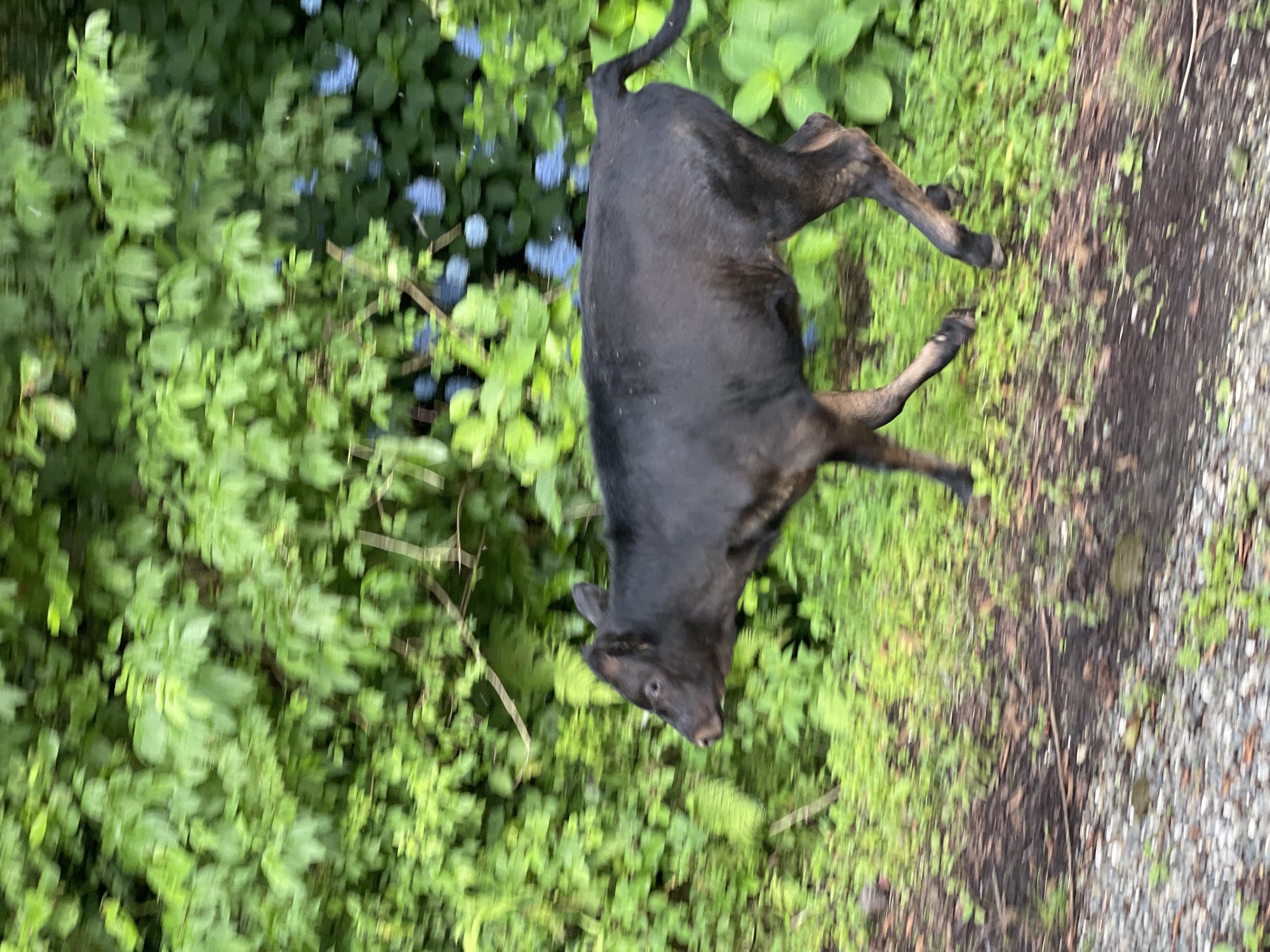 A black calf is captured in motion, running through a lush green environment characterized by dense foliage and the presence of blue hydrangeas. The ground is a mix of dirt, gravel, and low-lying green vegetation. The calf's body is mostly black with some brownish hues on its legs. Its head is turned to the left, and its tail is curved upwards. The background consists of vibrant green leaves and clusters of blue flowers, suggesting a natural, outdoor setting in Tqwarchal, Abkhazia. The motion blur indicates the calf is moving at a moderate pace.