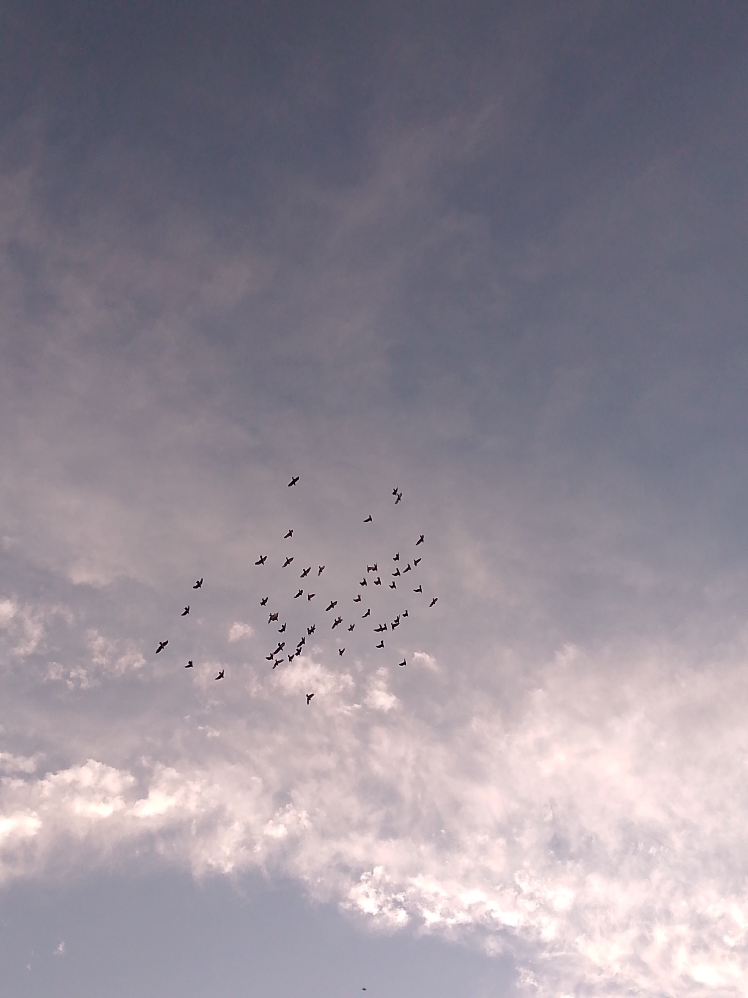 A flock of pigeons flies through a cloudy sky. The pigeons are silhouetted against the bright clouds and the darker sky. The flock is spread out, with some birds flying in a tight group and others flying individually. The image was taken from below, looking up at the birds. The location is Unknown, Unknown.