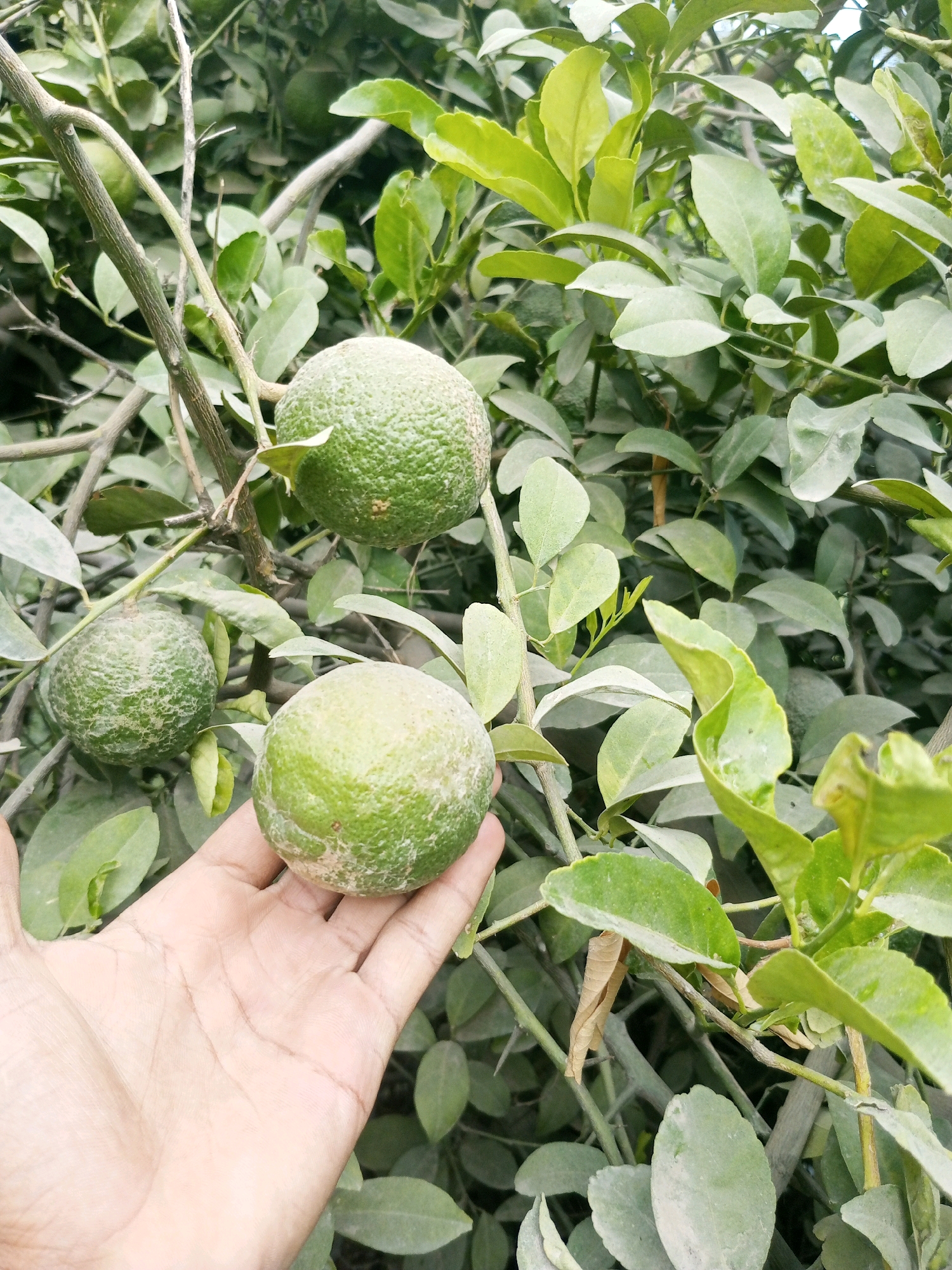 A hand is holding a bumpy, green citrus fruit, likely a lemon or lime, which is partially obscured by a branch. The fruit is positioned in the foreground, with more similar fruits visible on branches in the background. The surrounding environment consists of a dense cluster of green leaves and thin branches, suggesting a citrus tree. The lighting is natural and overcast, casting soft shadows. The scene appears to be an outdoor orchard or garden.