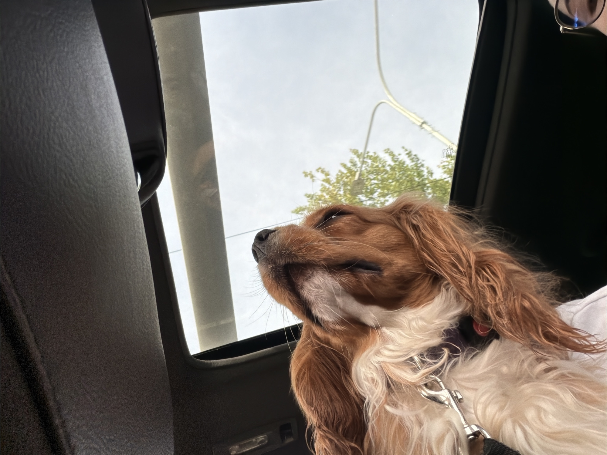 A close-up, low-angle shot captures a light brown and white dog looking upwards, with its head and snout positioned near an open sunroof of a vehicle. The dog's eyes are closed, and its fur appears soft and wavy. The interior of the car, including a dark headliner and a portion of the sunroof mechanism, is visible. Outside the sunroof, the sky is overcast, and a green tree and a white pole are partially visible. The dog is wearing a collar and a leash clip. A portion of a person wearing glasses is visible in the lower right corner of the image. The scene is not identifiable as being in Veliky Novgorod, Russia.