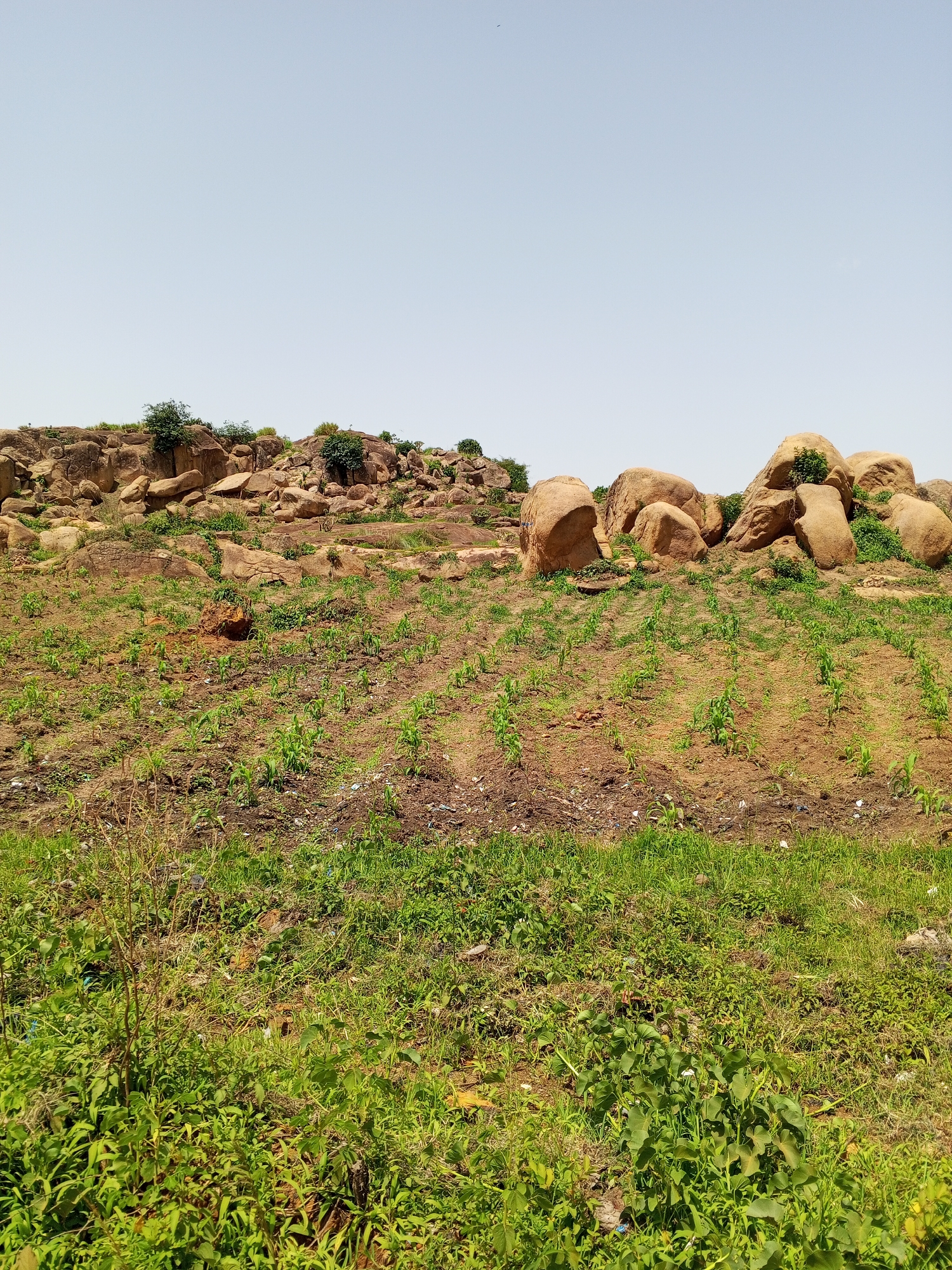 The image depicts a rural, arid landscape in Bukuru, Nigeria, under a clear, pale blue sky, suggesting daytime with fair weather. The scene is dominated by a rocky hillside in the background, strewn with large, weathered boulders and patches of scrubby vegetation. In the mid-ground, a terraced field shows rows of young, green crops, possibly maize, planted in dry, reddish-brown soil. The foreground is a dense expanse of vibrant green grass and other low-lying plants, some appearing slightly dry and wispy. The overall impression is one of agricultural effort in a challenging, rocky environment. There are no people or specific objects of interest visible, only the natural elements of the terrain and the rudimentary cultivation. The lighting is bright and even, casting minimal shadows, which reinforces the midday time frame. The location cues, such as the arid vegetation and the style of cultivation, are consistent with the provided location context of Bukuru, Nigeria.