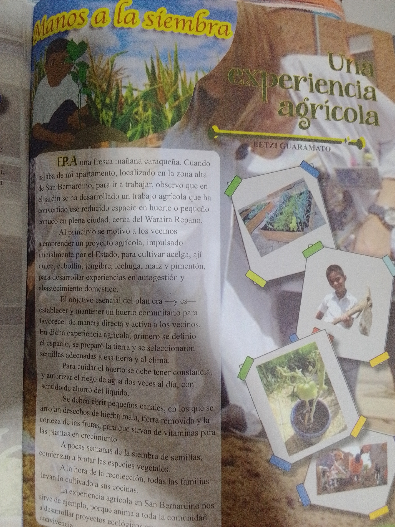 The image is a close-up of a magazine page featuring text and photographs related to an agricultural experience in the city of San Bernardino, Venezuela. The text, in Spanish, is titled "Manos a la siembra" (Hands to the sowing) and "Una experiencia agrícola" (An agricultural experience), with "BETZI GUARAMATO" credited. The article describes how a vacant space was transformed into a community garden, emphasizing the cultivation of various vegetables and the collaborative efforts of residents. It details the process of preparing the land, selecting seeds, watering, and the subsequent growth and harvest. The photographs, attached to the page with colored tape, show images of young people engaged in gardening activities, a small plant in a pot, and what appears to be a harvested crop. The overall scene depicts a narrative of urban agriculture and community engagement.