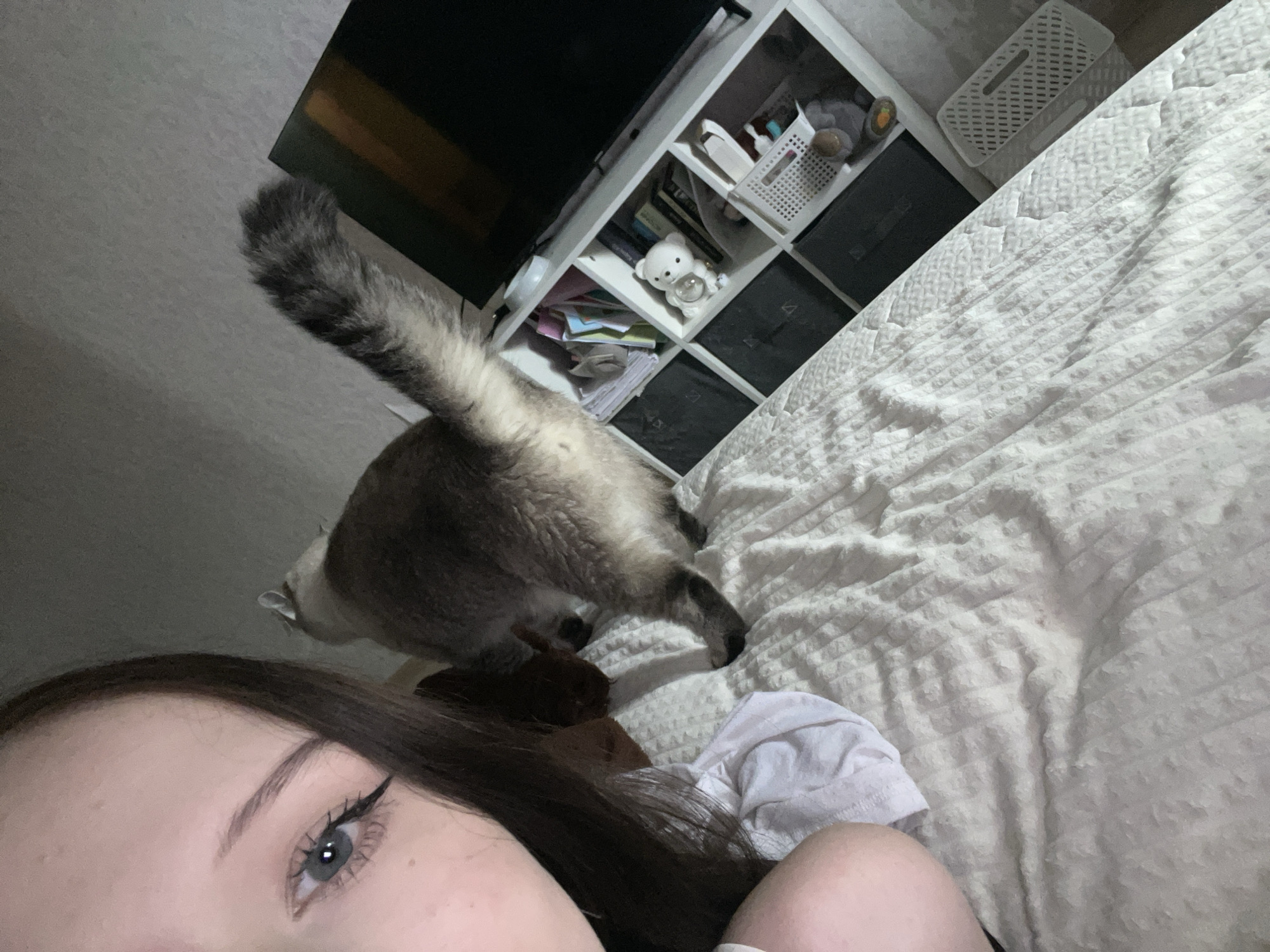 The image depicts an indoor domestic scene. In the left foreground, the upper-left quadrant of a female individual's face is visible, showing her left eye, eyebrow, and part of her forehead and cheek. She has dark hair, a prominent eyebrow, and black winged eyeliner on her left eye, which has a blue-grey iris. Her left arm or shoulder, partially covered by white fabric, is in the bottom left.
In the mid-ground, a medium-sized cat with light-colored body fur and darker, striped fur on its tail and hind legs stands on a bed, facing away from the camera. Its bushy tail is held upright. A small, dark brown object, possibly a toy or another pet, is partially obscured between the woman's hair and the cat.
The bed is covered with white, textured bedding. To the right, a white modular shelving unit is positioned against a wall. A black flat-screen television is placed atop this unit. The shelves contain various items, including books, folded materials, dark fabric storage bins, a white teddy bear figurine holding a clear globe, and white plastic baskets filled with miscellaneous objects. The walls are light-colored. The overall lighting is dim.
No visual information within the image identifies a specific location within the city of Votkinsk, Russia, or any other geographical area.
