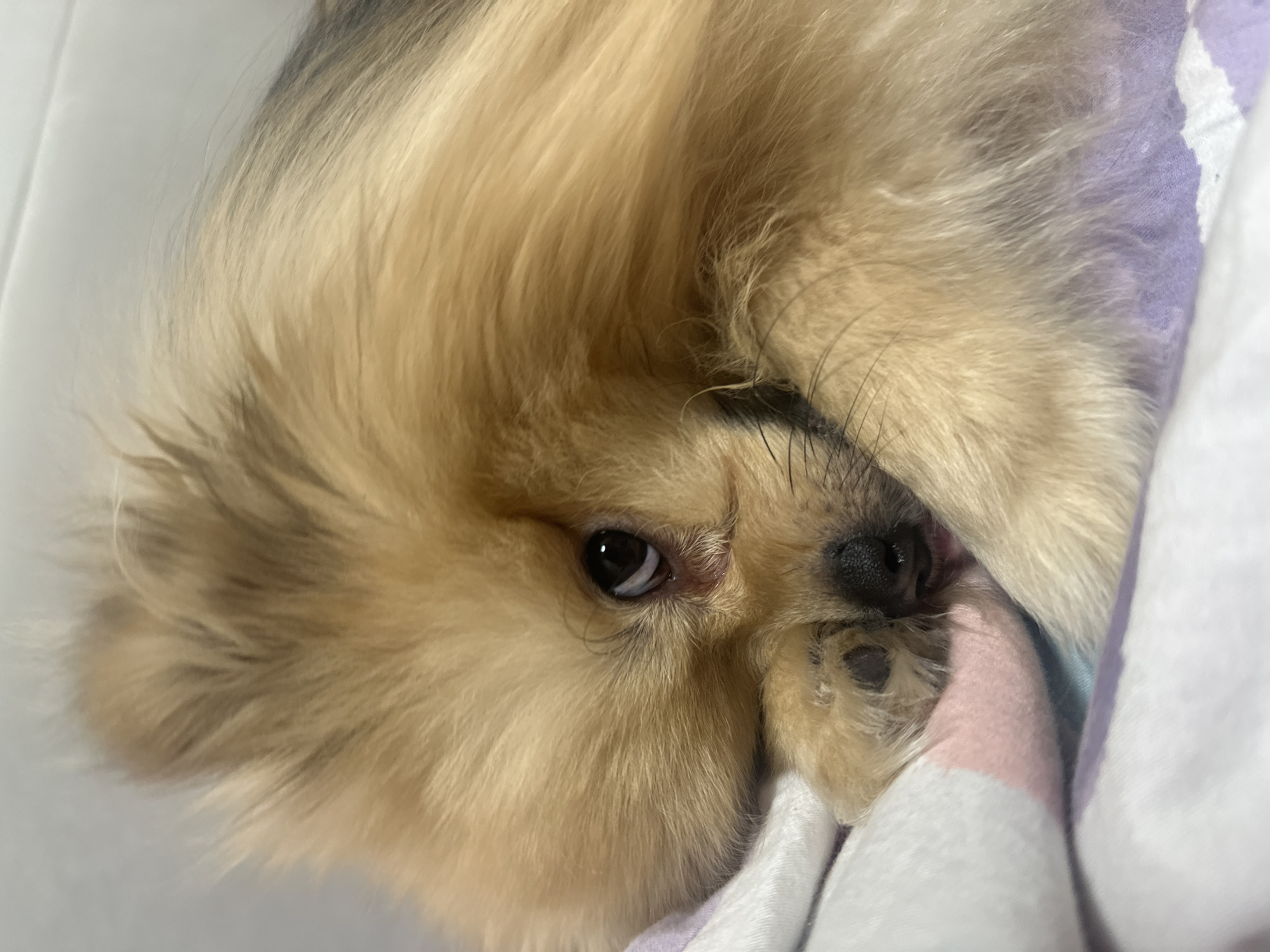A small, fluffy dog, appearing to be a Pomeranian, is depicted resting indoors in Votkinsk, Russia. The animal's fur is predominantly golden-brown with darker accents, particularly on its back. Its head is lowered, resting on its forepaws, which are tucked beneath it. One dark, wet-looking eye is visible, gazing directly forward, with a slight reddish tear stain present below. A portion of its dark, moist nose and a small amount of its pink tongue are also visible near its paws. The dog is situated on soft bedding, which features segments of white, light pink, light purple, and possibly light blue fabric. A plain, light-colored surface, likely a wall or headboard, forms the background.