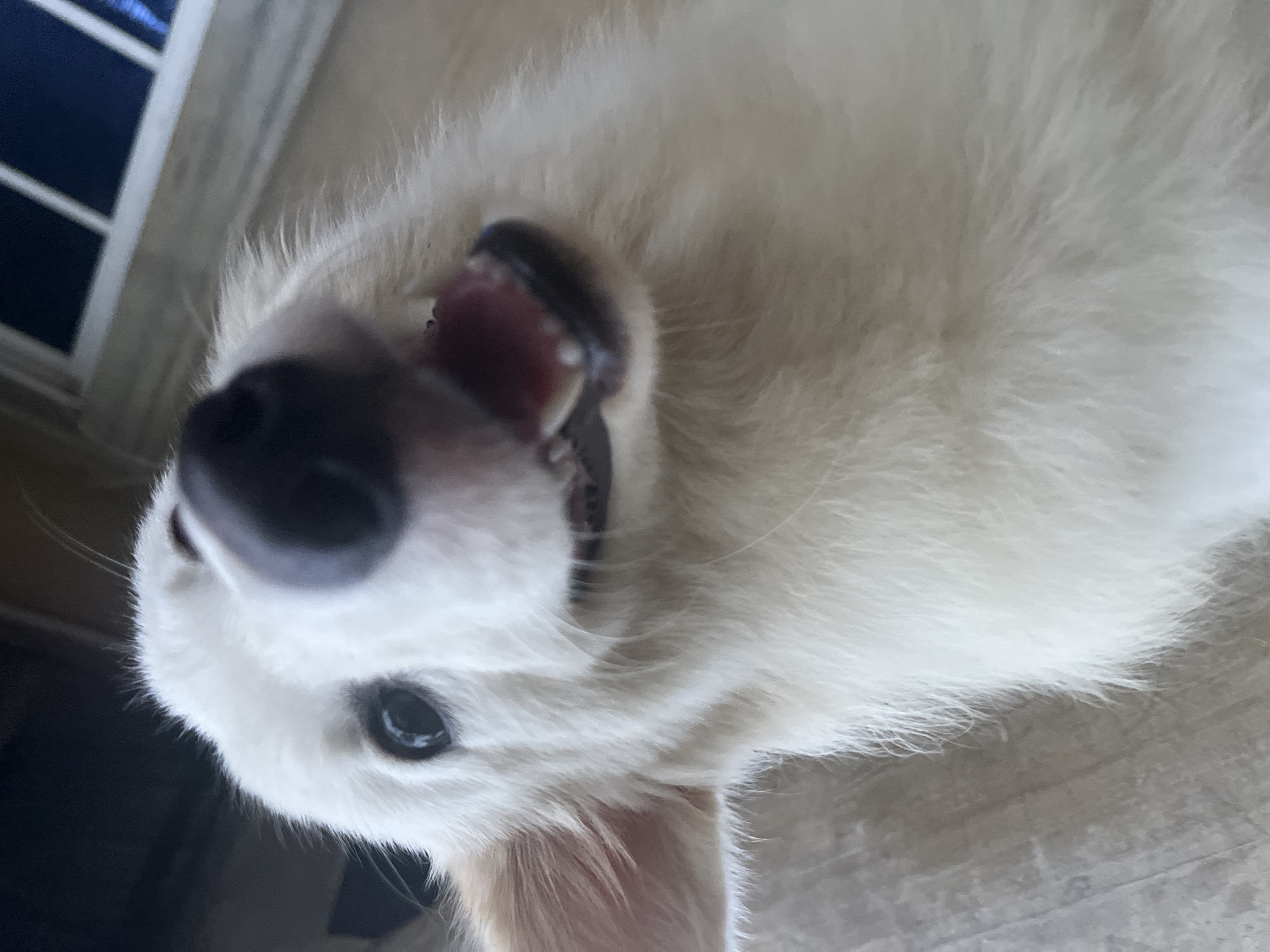 The image shows a white dog lying on its back. The dog's mouth is open, revealing its teeth and tongue. The dog has a black nose and one visible eye. A window is visible in the background. The location is not identifiable as Ikot Ekpene, Nigeria.