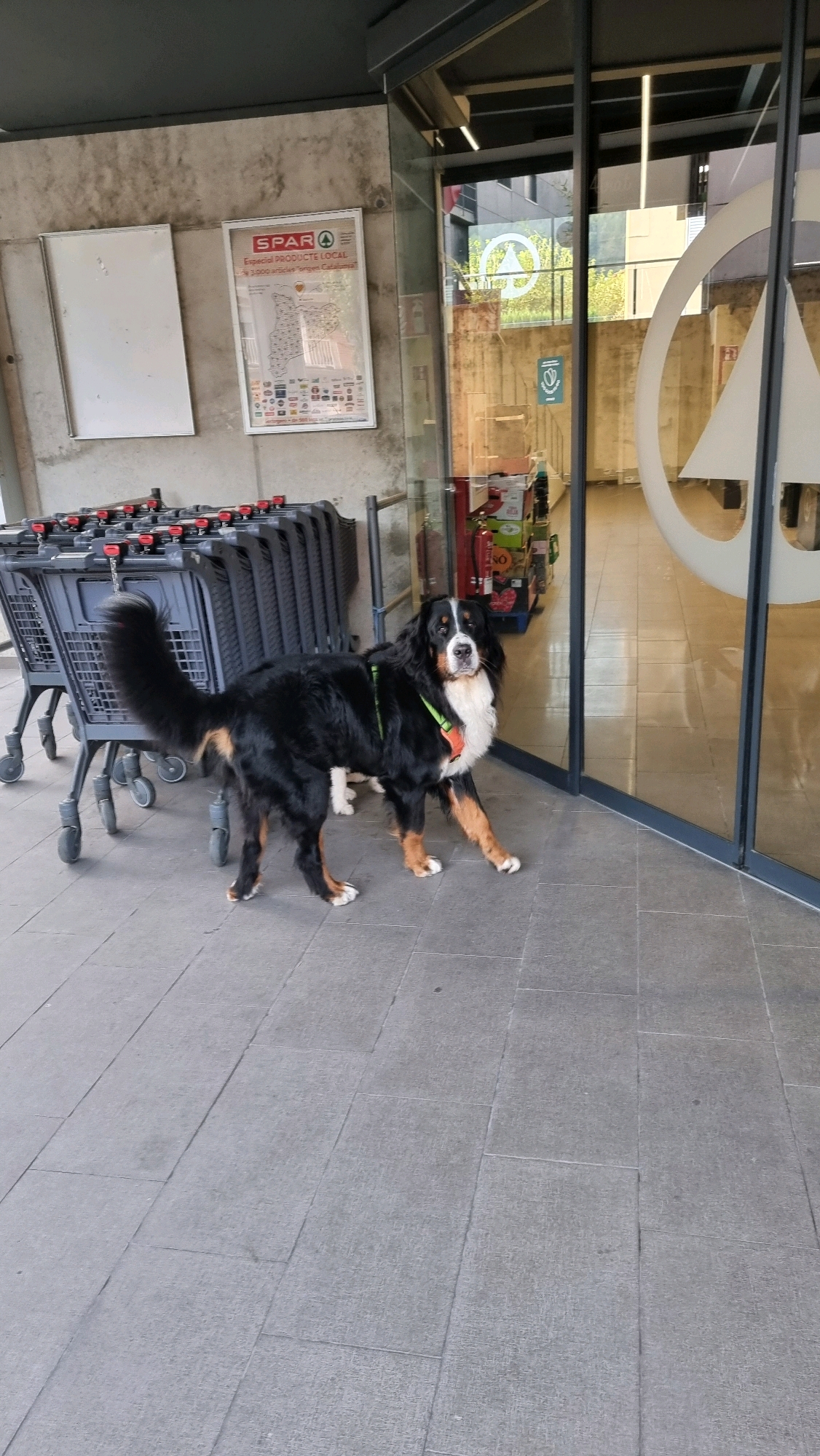 A Bernese Mountain Dog stands on a tiled sidewalk outside a SPAR supermarket in Sant Joan Les Fonts, Spain. The dog is mostly black with white and tan markings. It is wearing a green harness and an orange bib. The dog is facing the camera and looking directly at it. In the background, there are several shopping carts. The entrance to the supermarket is visible to the right, with glass doors and large white signage. The wall of the building is made of concrete blocks. The overall scene appears to be a bright, daytime setting.
