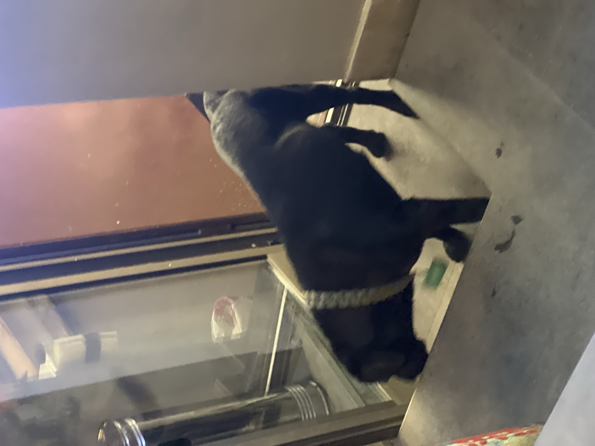 A black dog is lying on a white cushion. The dog is wearing a beaded collar. A display case with kitchen wares is in the background. The location is Yerevan, Armenia.