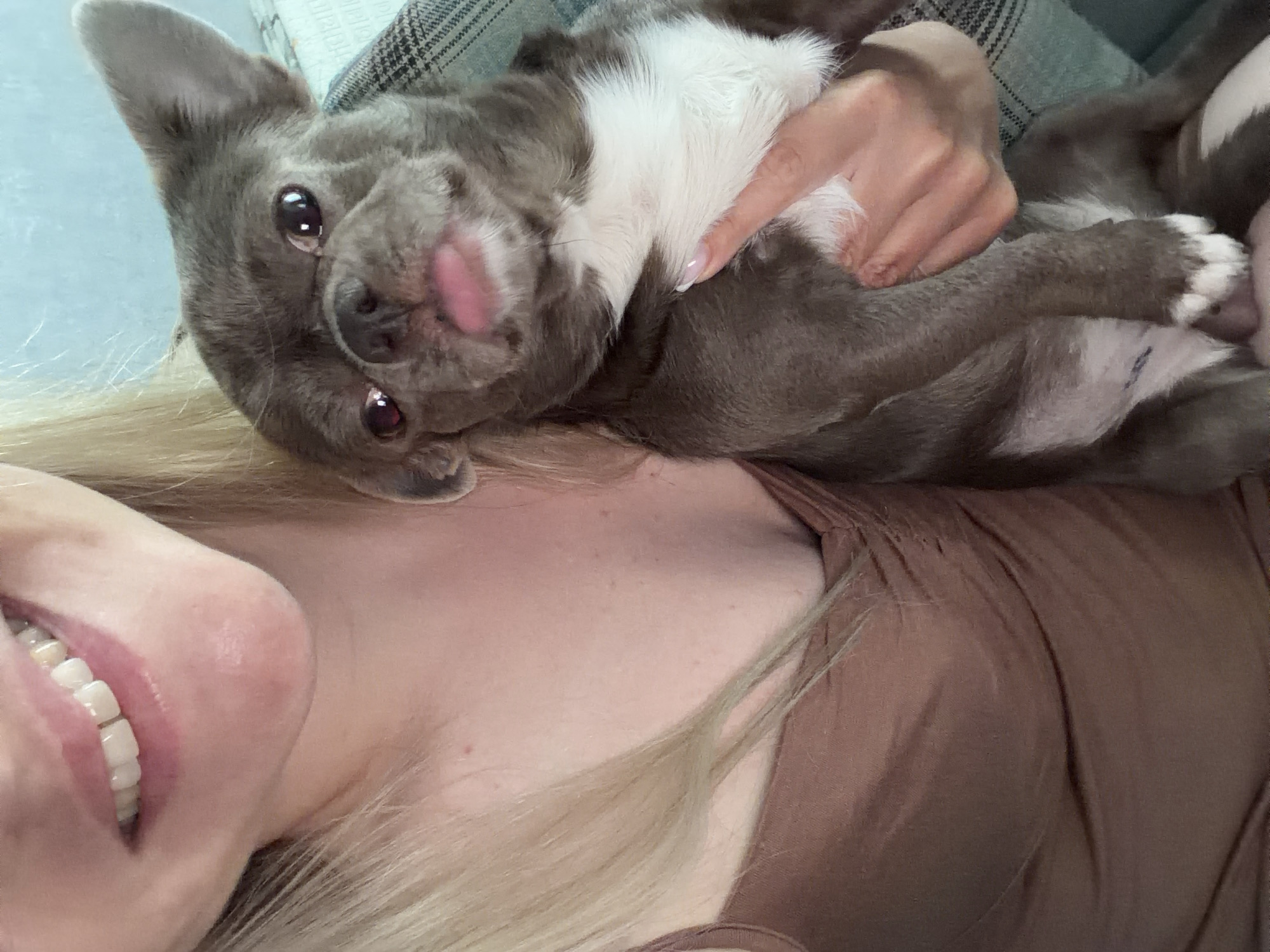 A woman with blonde hair and a brown top is holding a gray and white French Bulldog dog. The dog is lying on its back with its tongue sticking out and its paws in the air. The woman is smiling. The location is unknown, and there is no indication that it is in Votkinsk, Russia.