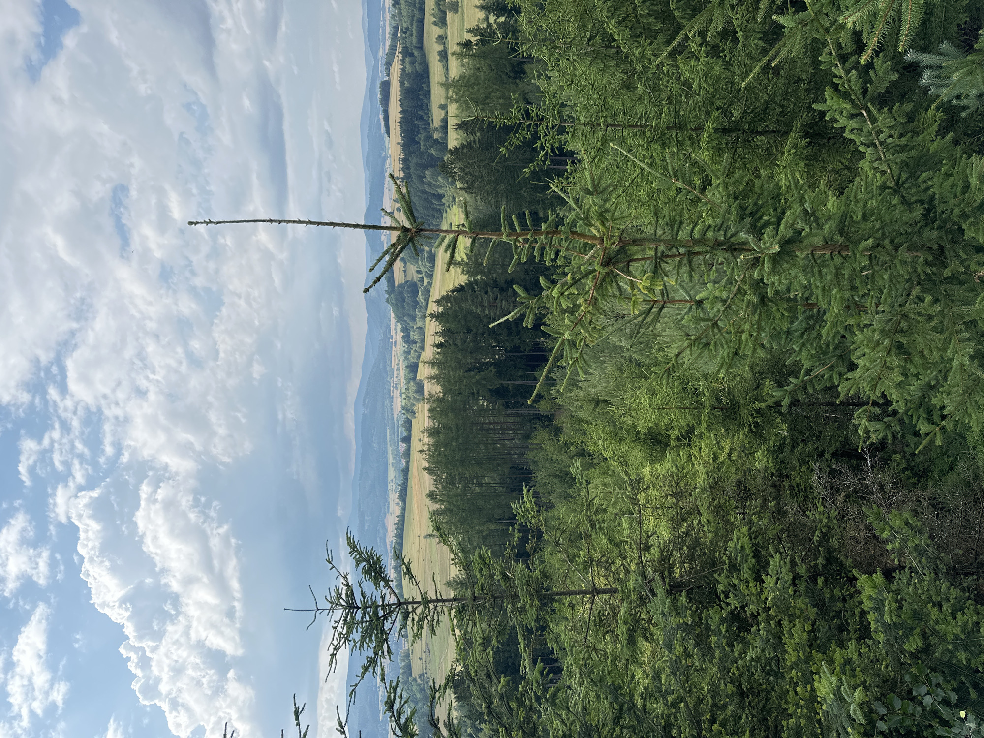 A wide-angle, vertical, outdoor shot captures a dense forest in the foreground, with a vast, rolling landscape stretching into the distance. The sky above is filled with dramatic, white, cumulus clouds against a pale blue backdrop.
In the immediate foreground, the branches of several evergreen trees, likely spruce, dominate the frame. One particularly tall, slender tree with a prominent, twiggy top stands slightly off-center to the right. Its branches are laden with green needles. To the left, another evergreen tree of similar species is visible, its branches lower and denser. The ground beneath is obscured by further layers of evergreen foliage, creating a sense of depth and immersion in the forest.
Beyond the immediate treeline, a dense, dark green forest stretches across the middle ground, forming a thick band of trees. This forest gives way to a lighter green and golden-yellow expanse of rolling hills and meadows in the background. Scattered among the fields are patches of trees and distant, small buildings, suggesting a rural or semi-rural settlement. The furthest hills are a muted blue-grey, hazy in the distance, under the expansive, cloudy sky. The overall impression is one of natural beauty and expansive, undeveloped land. The image was taken from a vantage point above the treeline, looking out over the landscape. The scene is devoid of any human presence or discernible activity.
