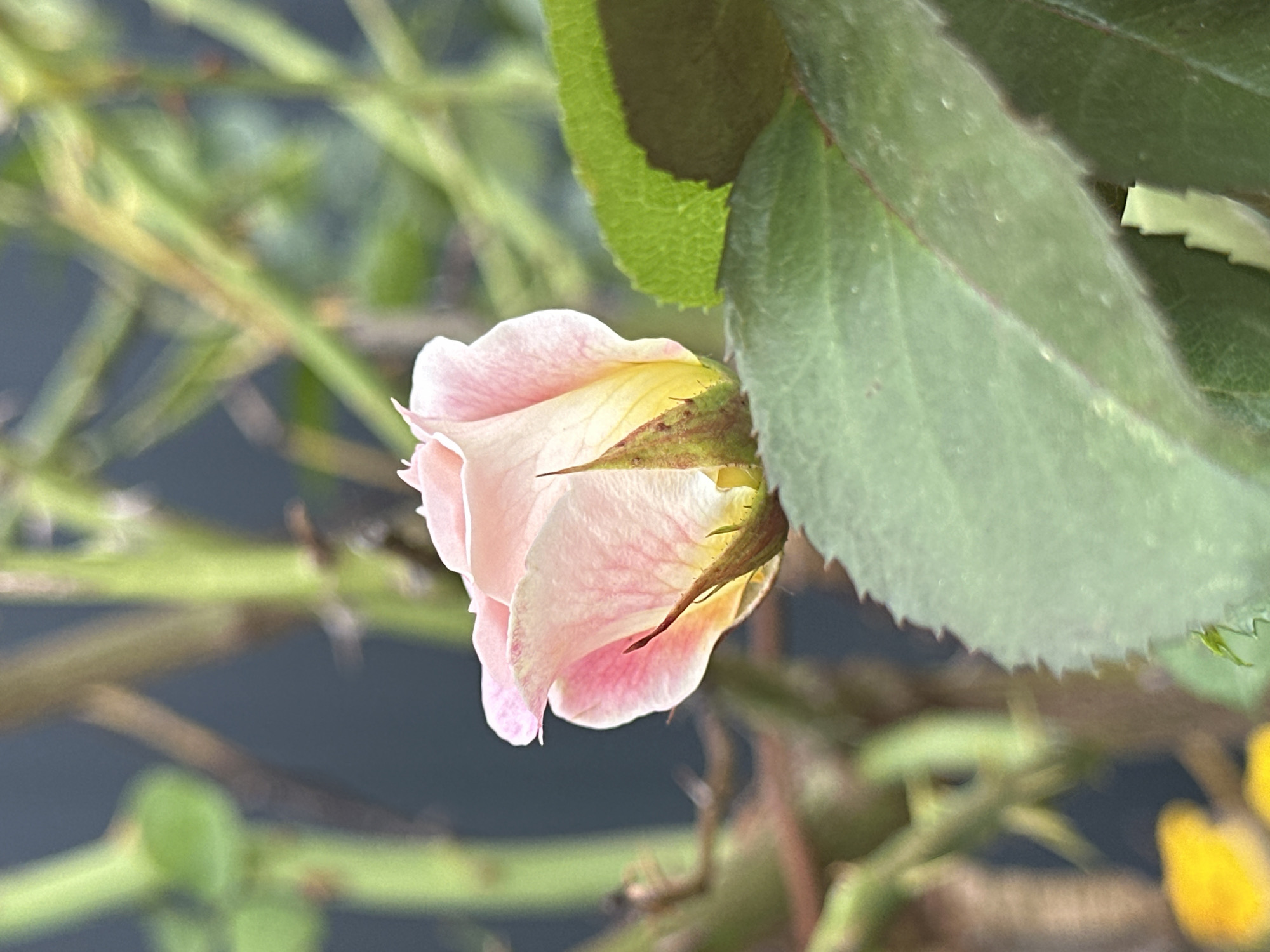 A close-up shot focuses on a delicate pink rose bud, partially open, with yellow undertones near its center. The rose is positioned on the right side of the frame, with its stem and thorns visible. Two large, serrated green leaves are in the foreground, one partially obscuring the rose. In the background, out-of-focus green stems and a dark, blurred backdrop suggest an outdoor environment. There are no people or animals present. The image does not contain any information that would place it in Yessentuki, Russia.