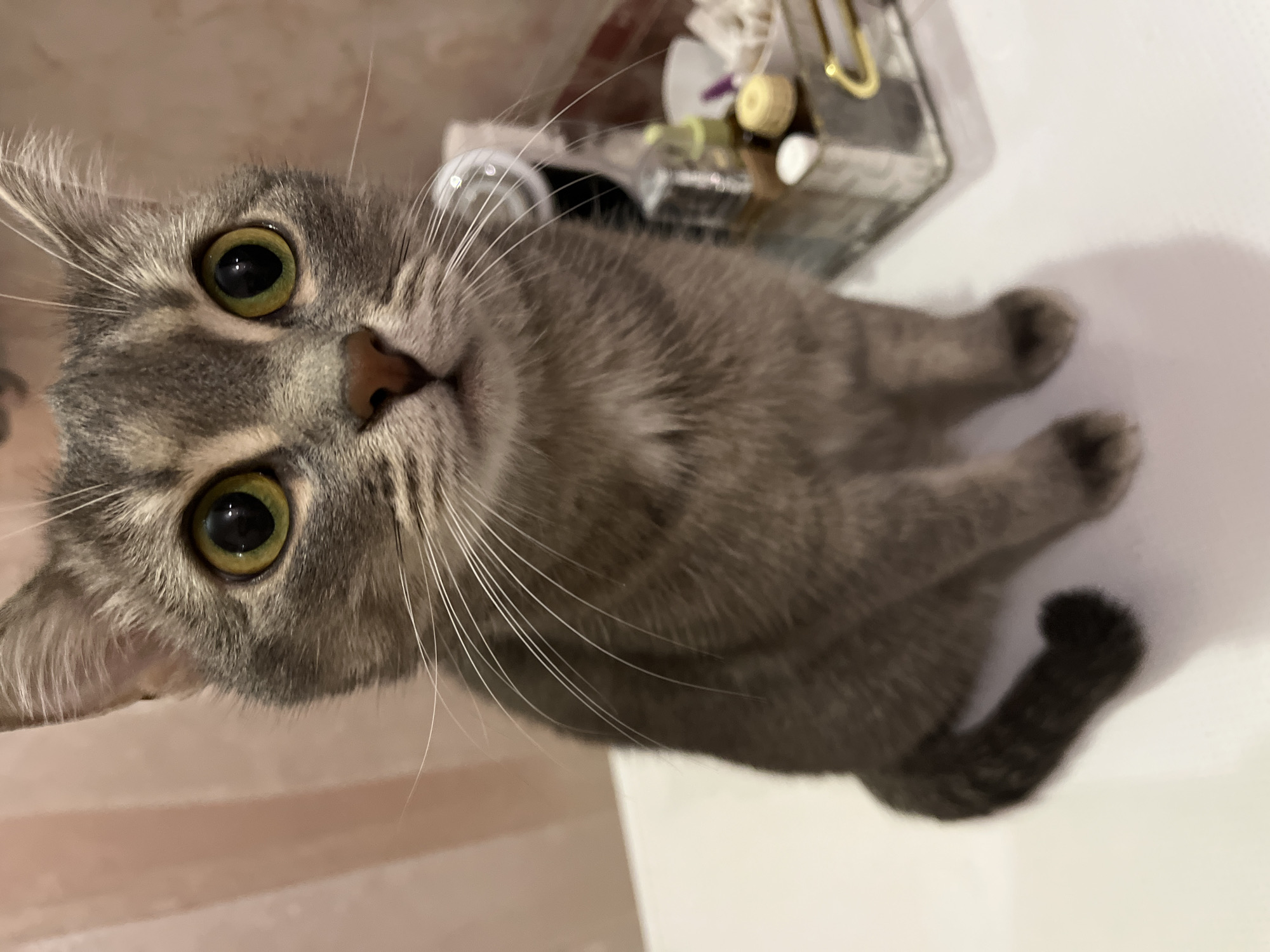 A gray tabby cat is looking up at the camera. The cat has large, round, yellow-green eyes and a small pink nose. The cat's fur is a mix of gray and white stripes. The cat is sitting on a white surface. In the background, there is a clear container with various items inside.
I am unable to provide the location in the city of Chaikovsky, Russia.