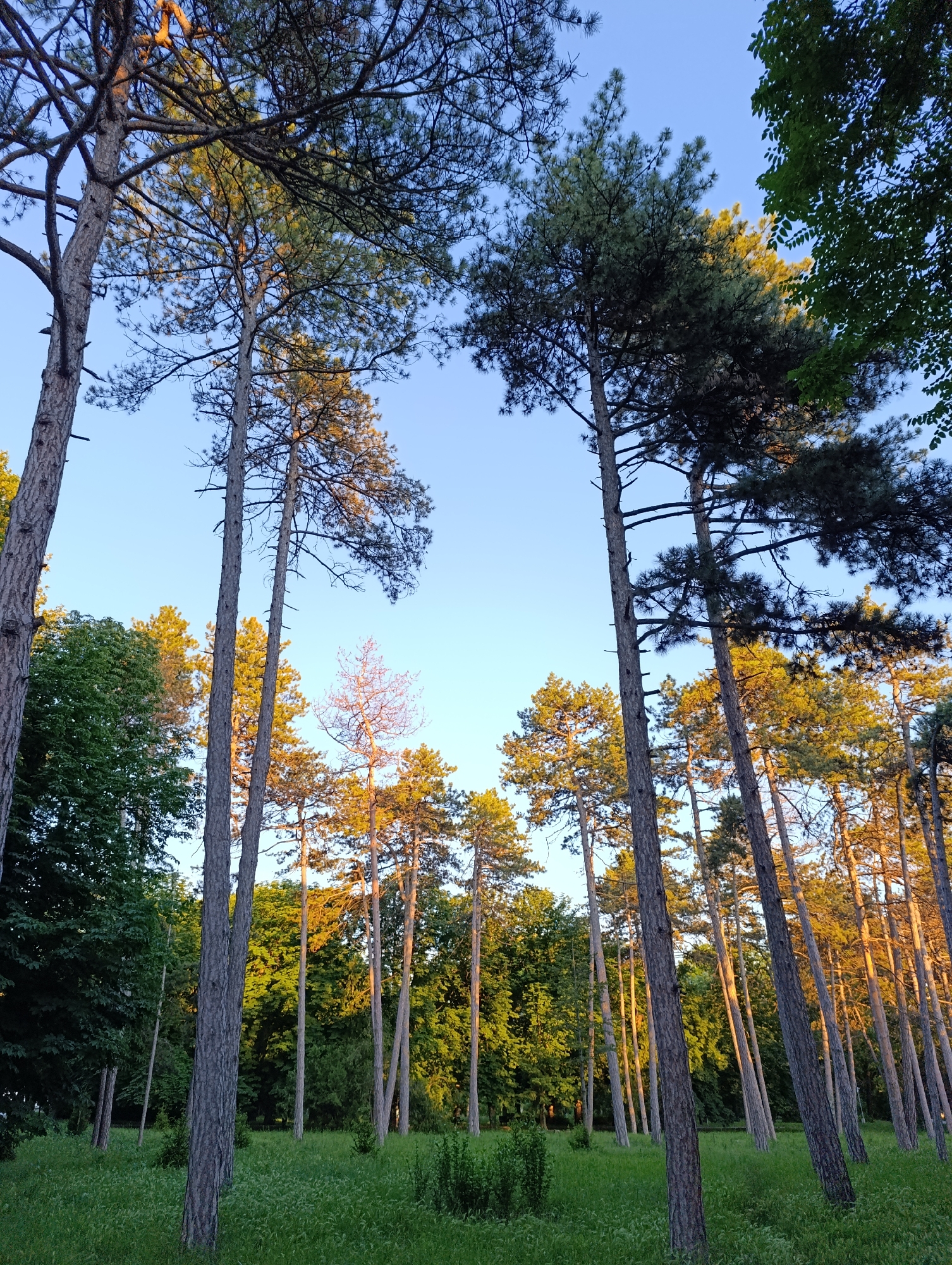 An outdoor, low-angle, full shot shows a cluster of tall pine trees in a grassy meadow under a clear blue sky. The trees are mostly in the foreground and midground, with their trunks extending upwards and their branches and needles forming a dense canopy. Some of the trees are thin and tall, while others are thicker. The sunlight casts a warm glow on some of the trees, highlighting their needles and bark. The grass in the meadow is green and appears to be well-maintained, with some patches of taller grass and small bushes. The background consists of more trees, some of which are also illuminated by the sunlight. The overall impression is one of a peaceful, natural setting.