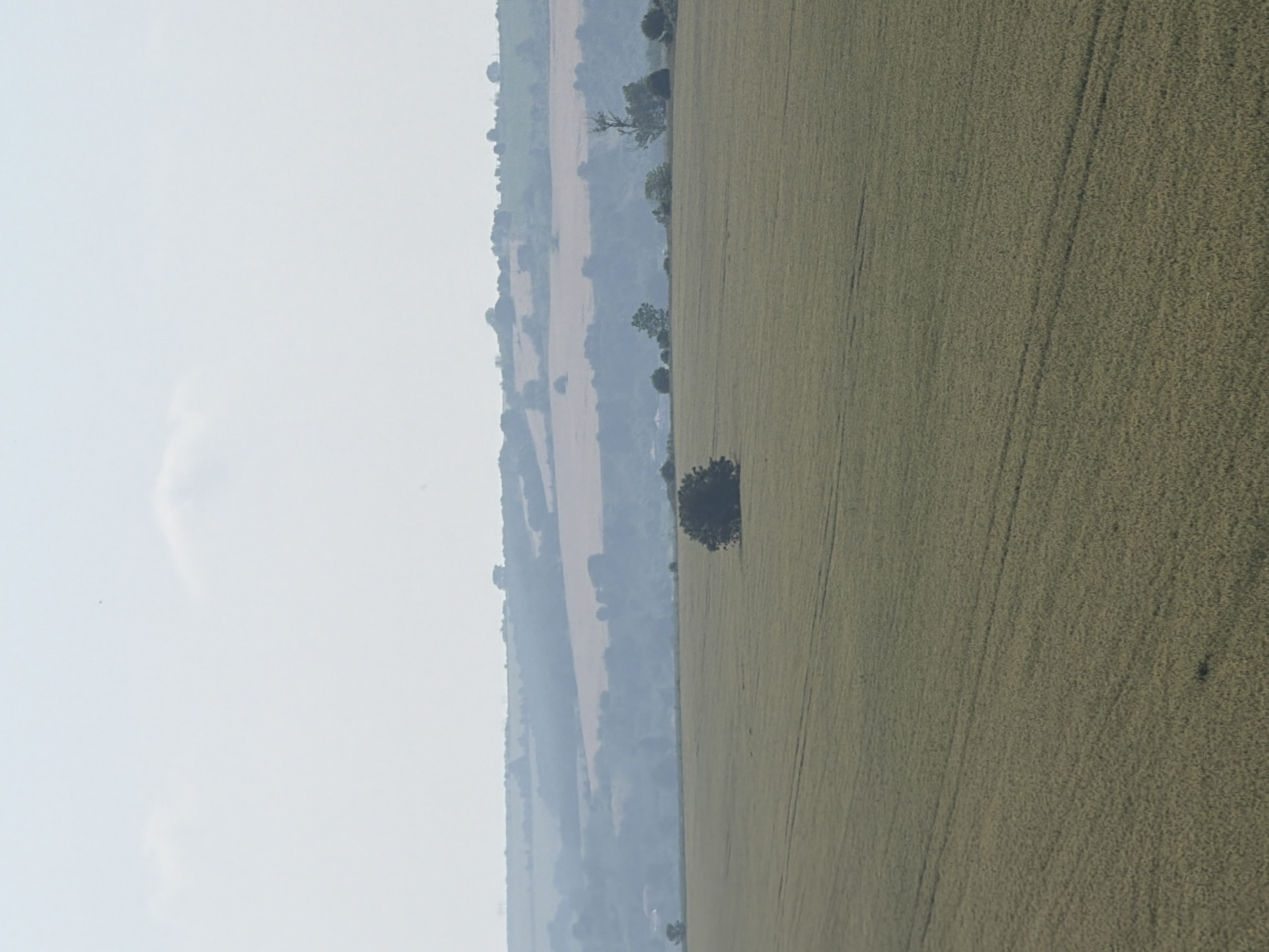 The image displays an expansive rural landscape located in Bogdanitsa, Bulgaria, under a hazy, pale blue-grey sky.
The upper third of the frame consists of a light, desaturated sky. A faint, wispy cloud formation is visible just above the distant horizon, slightly left of center, and a tiny dark speck, potentially a bird or insect, is discernible high in the upper-right quadrant.
Below the sky, the distant horizon features multiple layers of undulating hills and elevated terrain, extending across the mid-ground. These hills are covered in a mix of light brown or tan cultivated fields and darker green, indistinct tree lines or forested areas, all rendered with significant atmospheric haze that reduces color saturation and sharpness.
The dominant feature of the lower two-thirds of the image is a vast, relatively flat cultivated field, appearing light green to yellowish-green, consistent with an early-stage grain crop. Subtle, parallel dark lines, indicative of agricultural machinery tracks, traverse the field diagonally from the lower left towards the upper right. A solitary, dense, dark green deciduous tree with a rounded canopy stands prominently within this field, positioned slightly left of the central vertical axis of the lower half of the image.
No people, animals, or distinct man-made structures are identifiable within the immediate foreground or midground of the scene. The overall impression is one of a serene, agricultural environment characterized by extensive fields and distant rolling hills under a muted sky.