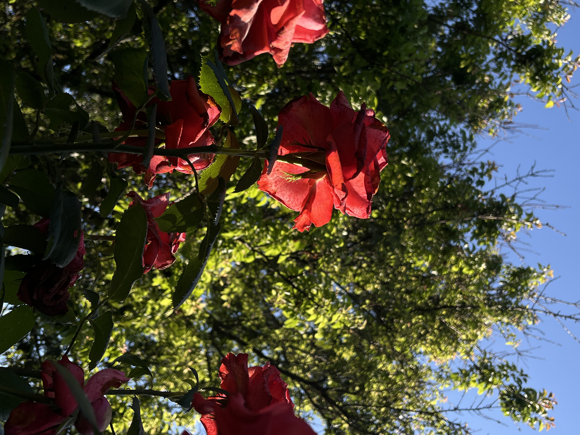 In Novopokrovskaya, Russia, a close-up, low-angle shot captures a cluster of red roses against a backdrop of lush green foliage and a clear blue sky. The roses, some fully bloomed and others in various stages of decay, are illuminated by the warm glow of sunlight filtering through the leaves. The foreground is dominated by the vibrant red petals of the roses, with hints of lighter pink on some. The stems are a dark green, some with visible thorns. The leaves are a deep green, some showing signs of wilting. In the background, the dense canopy of trees creates a dappled effect of light and shadow, with the bright sky peeking through the gaps. The overall scene evokes a sense of natural beauty and the cycle of life.