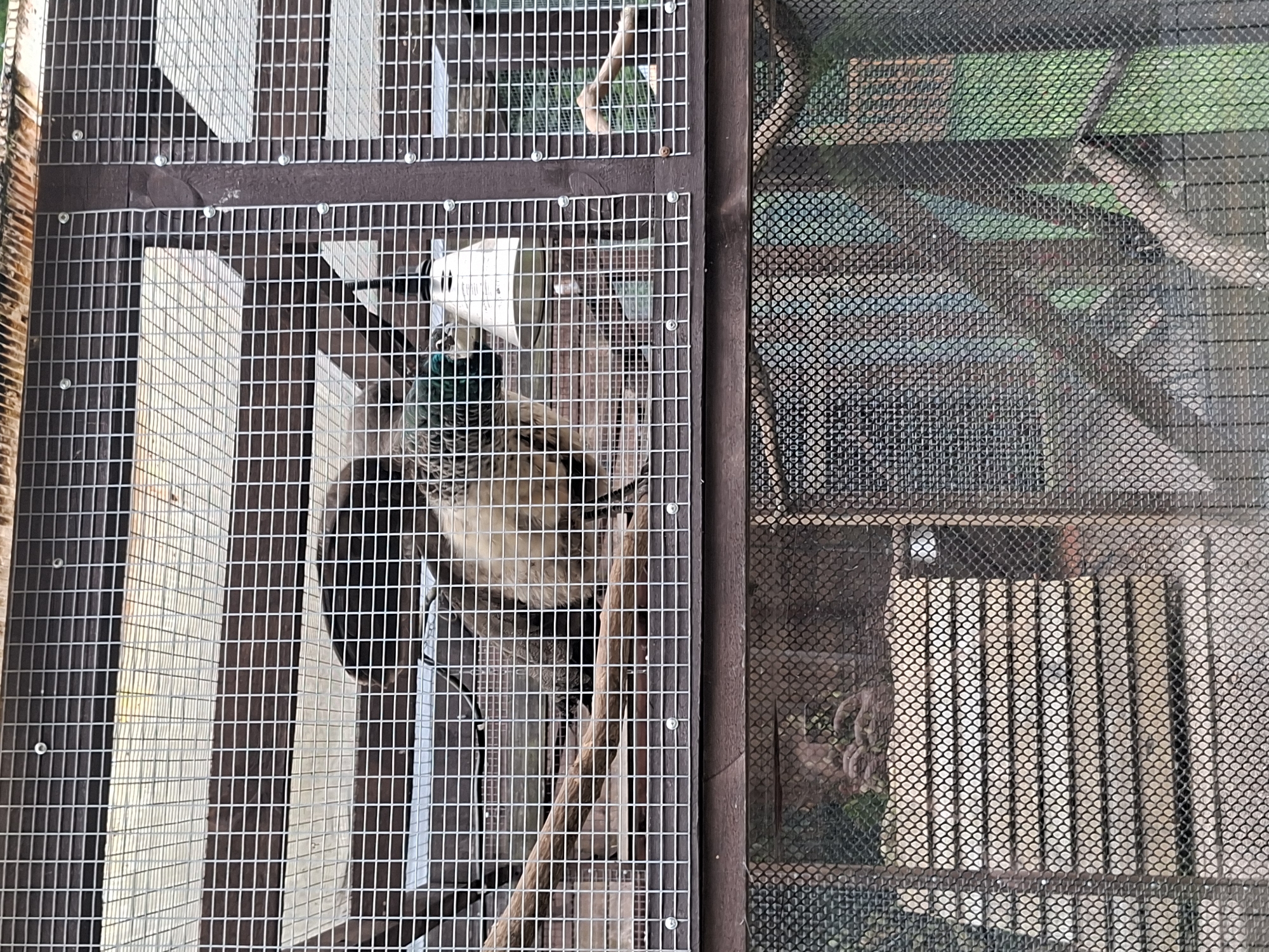 The image shows a bird enclosure, likely at the Kaunas Zoo, given the context of the city. Inside the enclosure, a bird with brown, black, and green plumage is perched on a wooden branch. The bird appears to be a type of waterfowl or pheasant. The enclosure itself is constructed with wooden beams and wire mesh, with a wooden floor visible below. The upper part of the enclosure has a sloped roof covered with a light-colored material. In the background, glimpses of greenery suggest an outdoor setting. The image is taken from a slightly elevated angle, looking into the enclosure.