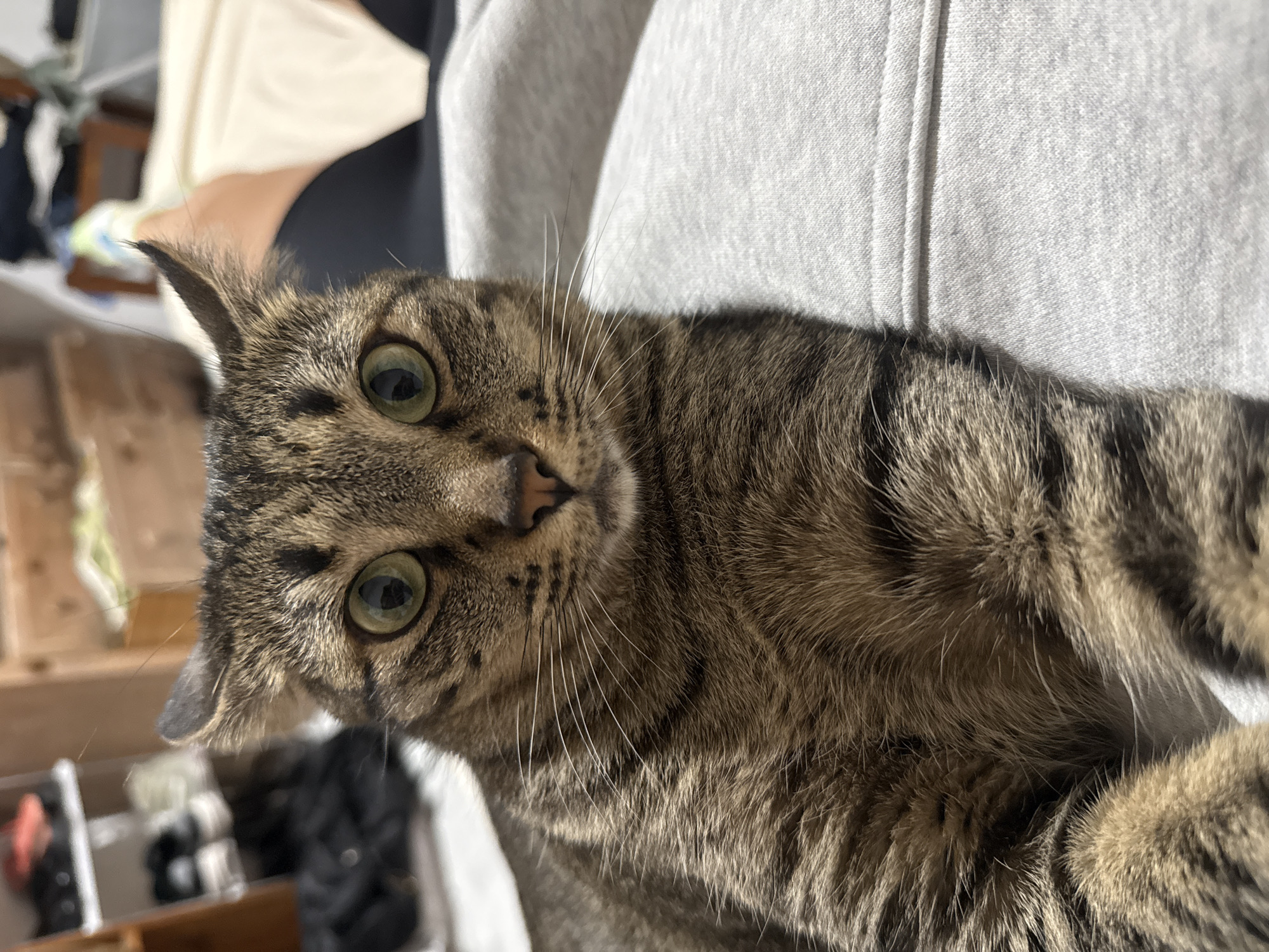 A close-up photograph features a brown tabby cat with green eyes and a pink nose. The cat is positioned in front of a light gray garment, possibly a hoodie. The background includes blurred objects, suggesting an indoor environment. The location is not discernible from the image, and there is no information to suggest the image was taken in Puebla, Mexico.