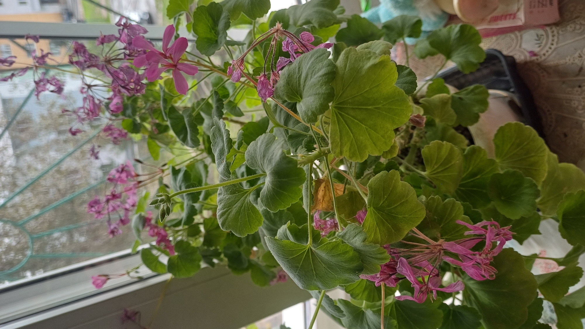 A potted plant with vibrant green leaves and delicate pink flowers sits on a windowsill in Izhevsk, Russia. The plant is lush and full, with its leaves unfurling in various directions. Some of the flowers are in bloom, while others are beginning to wilt, suggesting a natural cycle of life. Through the window, a blurred view of buildings and trees can be seen, hinting at the urban landscape of Izhevsk. The overall scene conveys a sense of domestic tranquility, with the plant bringing a touch of nature indoors. The image appears to be taken in natural light, possibly during the day, as indicated by the soft illumination of the plant and its surroundings.