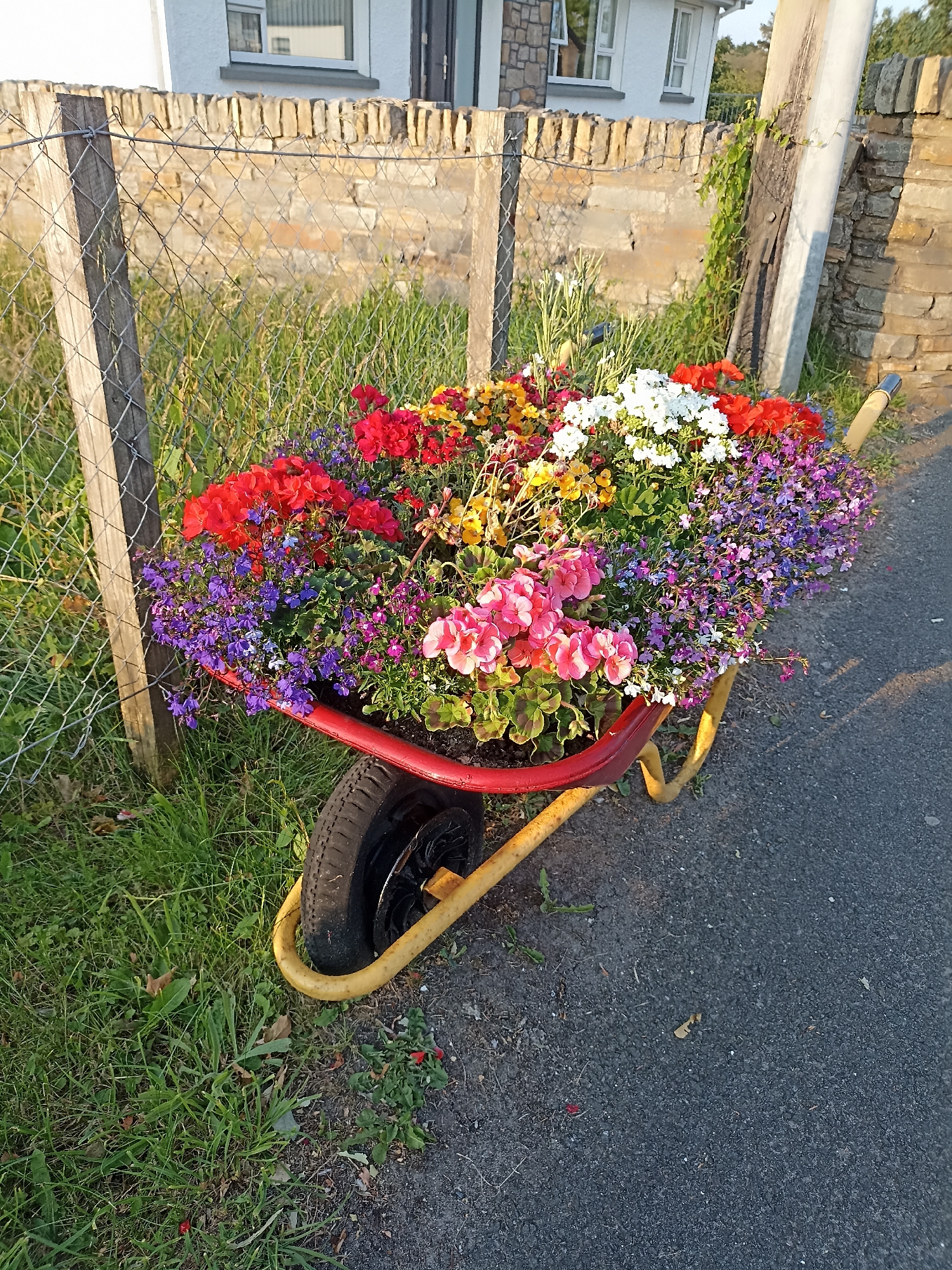In Annagry, Ireland, a red wheelbarrow filled with a vibrant assortment of flowers sits beside a wire fence and a stone wall. The wheelbarrow, with its yellow handles and black tire, is positioned on a paved surface next to a grassy area. The flowers include red, pink, purple, white, and yellow blooms, creating a colorful display. Behind the wheelbarrow, a stone wall separates the scene from a building with white siding and windows. The sun casts shadows on the ground, indicating it is likely late afternoon or early evening. No people are present in the image.
