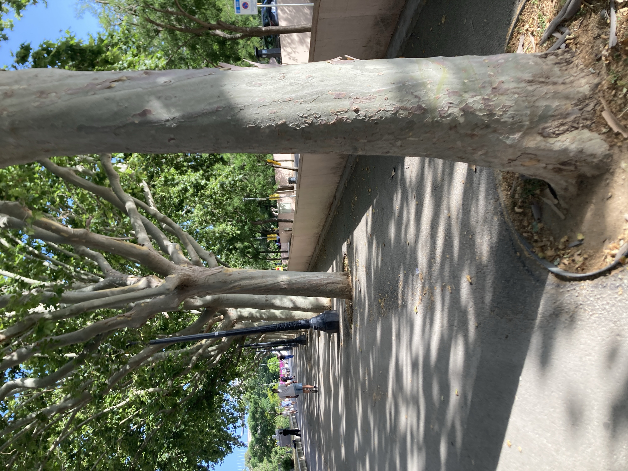 A low-angle, close-up shot of the trunk of a large plane tree dominates the foreground on the right side of the image. The tree's bark is peeling and textured, revealing lighter gray and reddish-brown undertones. To the left of the tree trunk, a paved walkway stretches into the distance, shaded by a row of similar plane trees lining the path. The ground is dappled with sunlight and shadows cast by the trees' foliage. Several people are walking along the path, some in the middle distance and others further away. The walkway appears to be part of a promenade or park. In the background, a low, light-pink wall runs parallel to the walkway, and beyond that, more trees and some buildings are visible. The sky is a clear blue. This scene is consistent with the Parc de la Ciutadella in Barcelona, Spain, specifically along the promenade leading towards the Arc de Triomf.