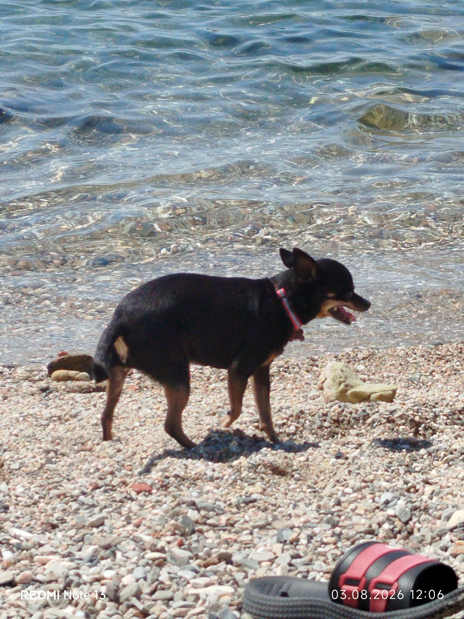 A small black dog with tan markings on its legs and behind its ears stands on a pebble beach, panting with its mouth open. It wears a red and white collar. The dog is positioned in the mid-ground, facing right, with its tail slightly raised. In the foreground, a black and pink sandal lies on the pebbles. In the background, the clear, shallow water of the sea gently laps at the shore. The seabed is visible through the water, covered in pebbles. The date and time stamp "03.08.2026 12:06" is visible in the bottom right corner, and "REDMI Note 13" in the bottom left. The location is the municipality of Sithonia in Greece.