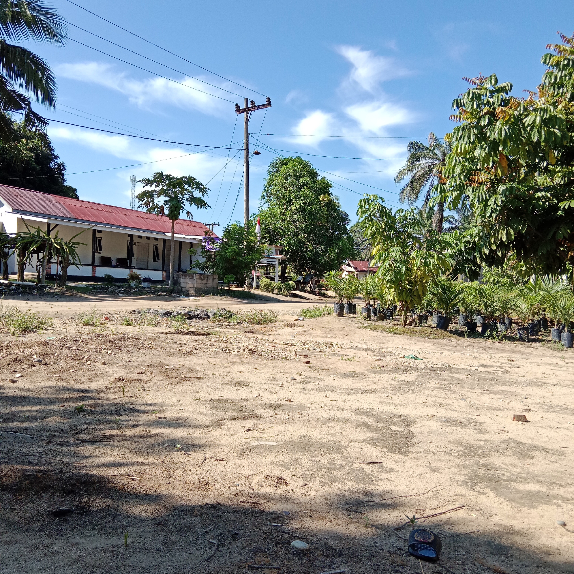 In an outdoor scene with a bright blue sky and scattered white clouds, a sandy, unpaved ground area is visible in the foreground. In the middle ground, a white building with a red corrugated metal roof is situated, featuring a covered porch area. To the left of the building, there are dragon fruit plants. Behind the building, various trees and smaller potted plants are present. A wooden utility pole with electrical wires stretches across the scene. Further back, another building with a red roof and a tower are visible. The environment appears to be a rural or semi-rural setting in Indonesia. There are no people visible in the image.