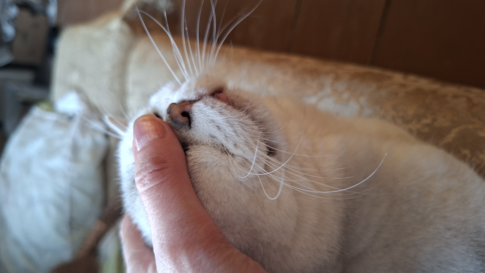 A person's hand is gently stroking the face of a white cat. The cat's eyes are closed, and its whiskers are prominent. The background is softly blurred, suggesting an indoor setting. There is no visible indication of the cat's location within Забалоцкі сельскі Савет, Belarus.