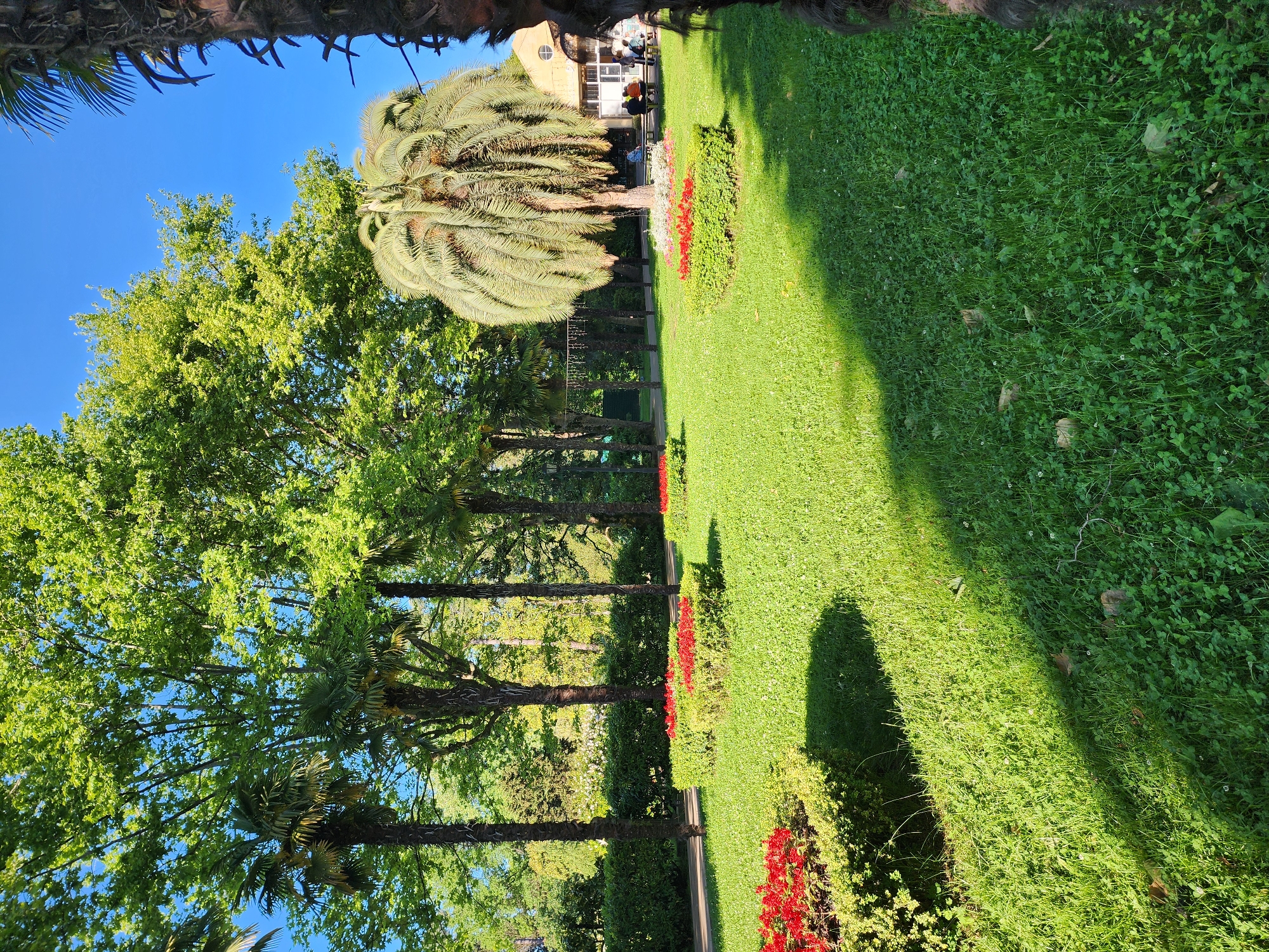 This media file depicts a vibrant, lush park or garden scene, likely in Sochi, Russia. The setting is dominated by an expansive, well-maintained green lawn, which stretches across the foreground and midground, interspersed with patches of clover. Numerous tall palm trees and other deciduous trees with bright green foliage line pathways and dot the landscape, casting distinct shadows on the grass, indicative of a clear, sunny day, likely midday or early afternoon.
Along the edges of the lawn and pathways, beds of bright red and some white flowers add splashes of color. A paved path can be seen winding through the park, bordered by trees and shrubs. In the background, a light-colored building with an arched window is visible, possibly a cafe or pavilion. Several people are seated and standing around this building, suggesting an outdoor gathering or leisure activity. The overall atmosphere conveys tranquility, natural beauty, and relaxation in a well-kept public space. No discernible text is visible in the image.