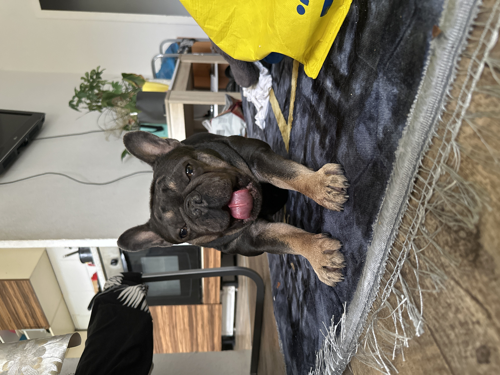 A brindle French bulldog is in a playful pose on a dark rug in an indoor setting. The dog is facing the camera, with its tongue hanging out and its front paws extended. The rug has a frayed edge and a gold pattern. Behind the dog, a yellow bag is visible, and further in the background, there are kitchen cabinets, a television on the wall, a plant, and furniture. The floor is made of wood planks. The overall environment appears to be a home.