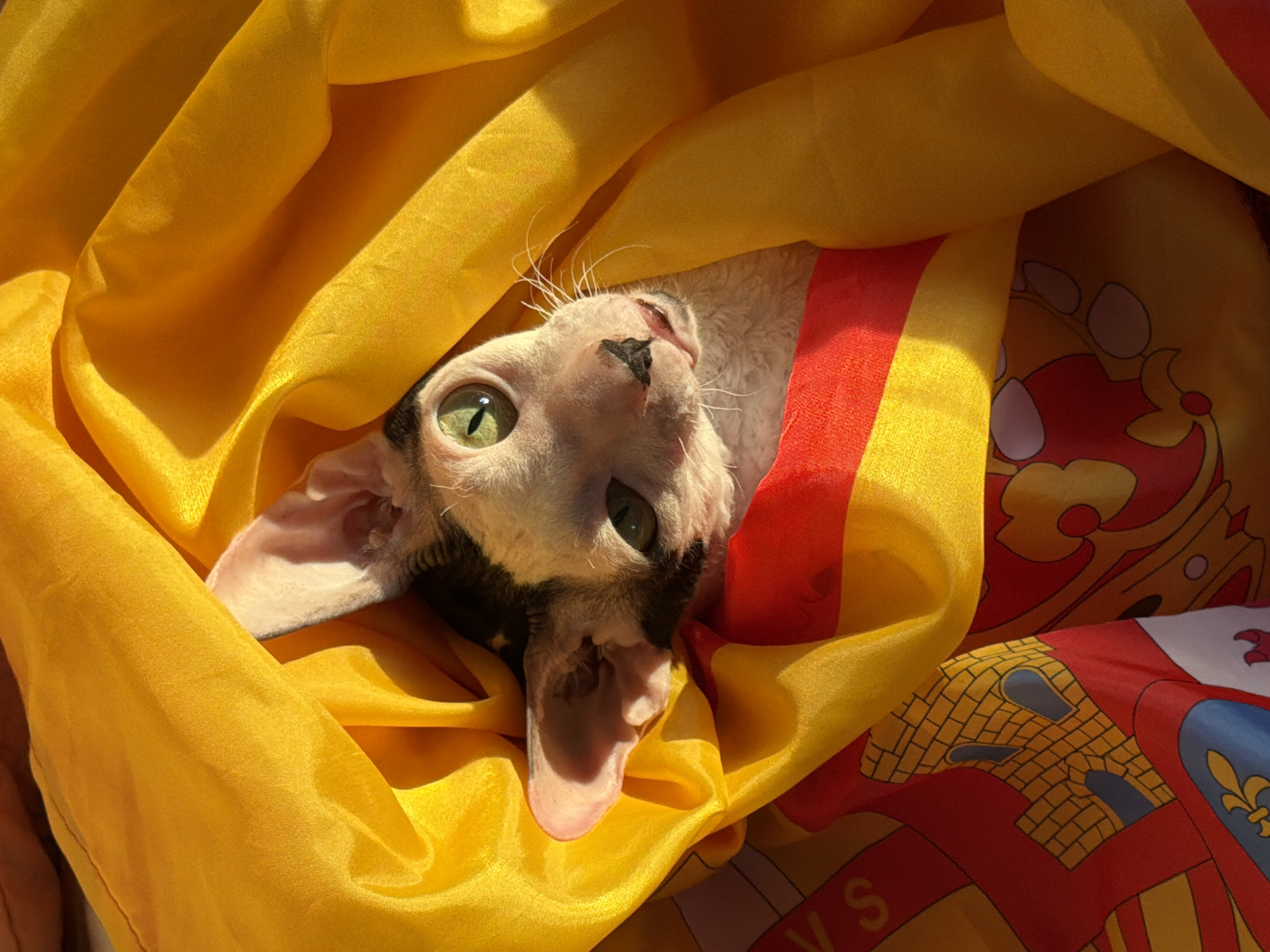 A close-up, high-angle shot captures a Cornish Rex cat peeking out from beneath a yellow and red fabric, possibly a flag, with patterns resembling those of the Spanish flag. The cat, with its distinctive large ears and pale, wrinkled skin, has striking green eyes and a black marking on its nose and forehead. Sunlight casts dramatic shadows across the scene, highlighting the textured folds of the fabric and the cat's fur. The background is entirely filled by the draped fabric. The location in Yekaterinburg, Russia, is not evident from the image itself.
